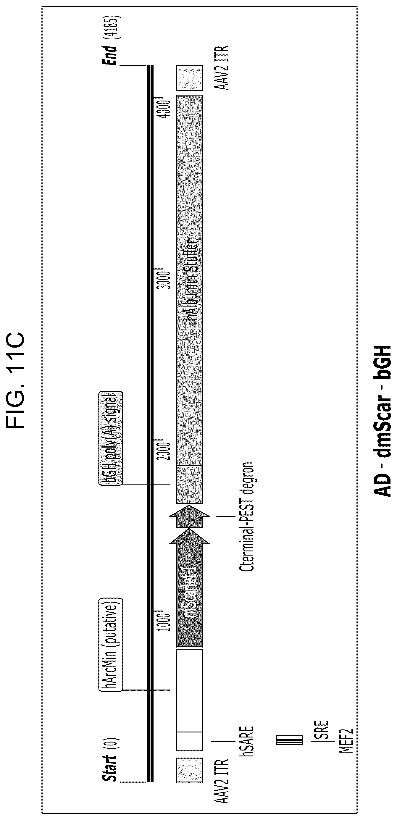 Patent US12104163 Figure 17 – Adeno-associated virus vectors for treatment of Rett syndrome