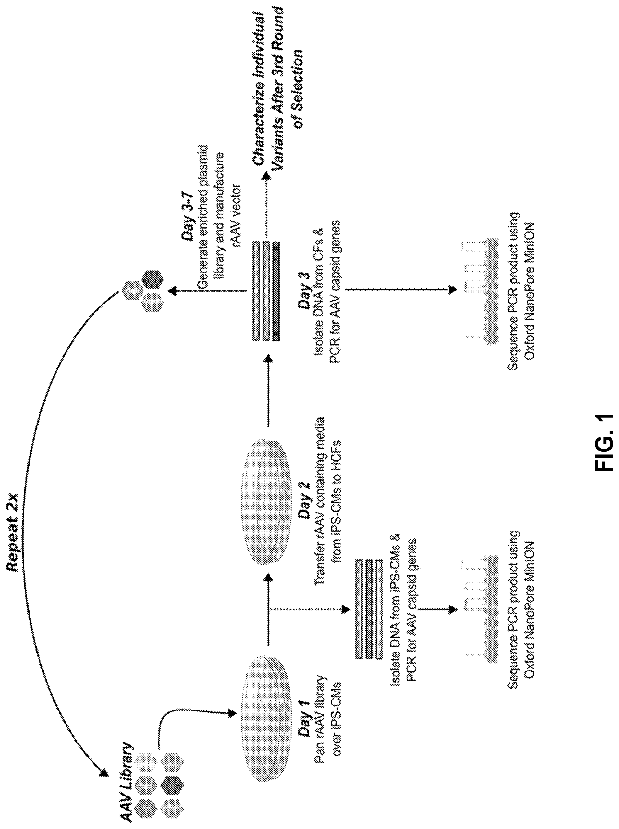 Patent US12104165 — Adeno-associated virus with engineered capsid — Figure 1