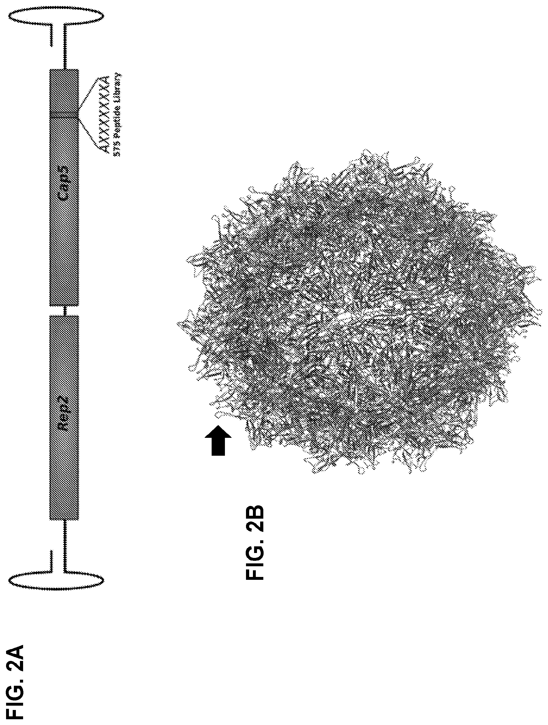 Patent US12104165 Figure 2 – Adeno-associated virus with engineered capsid