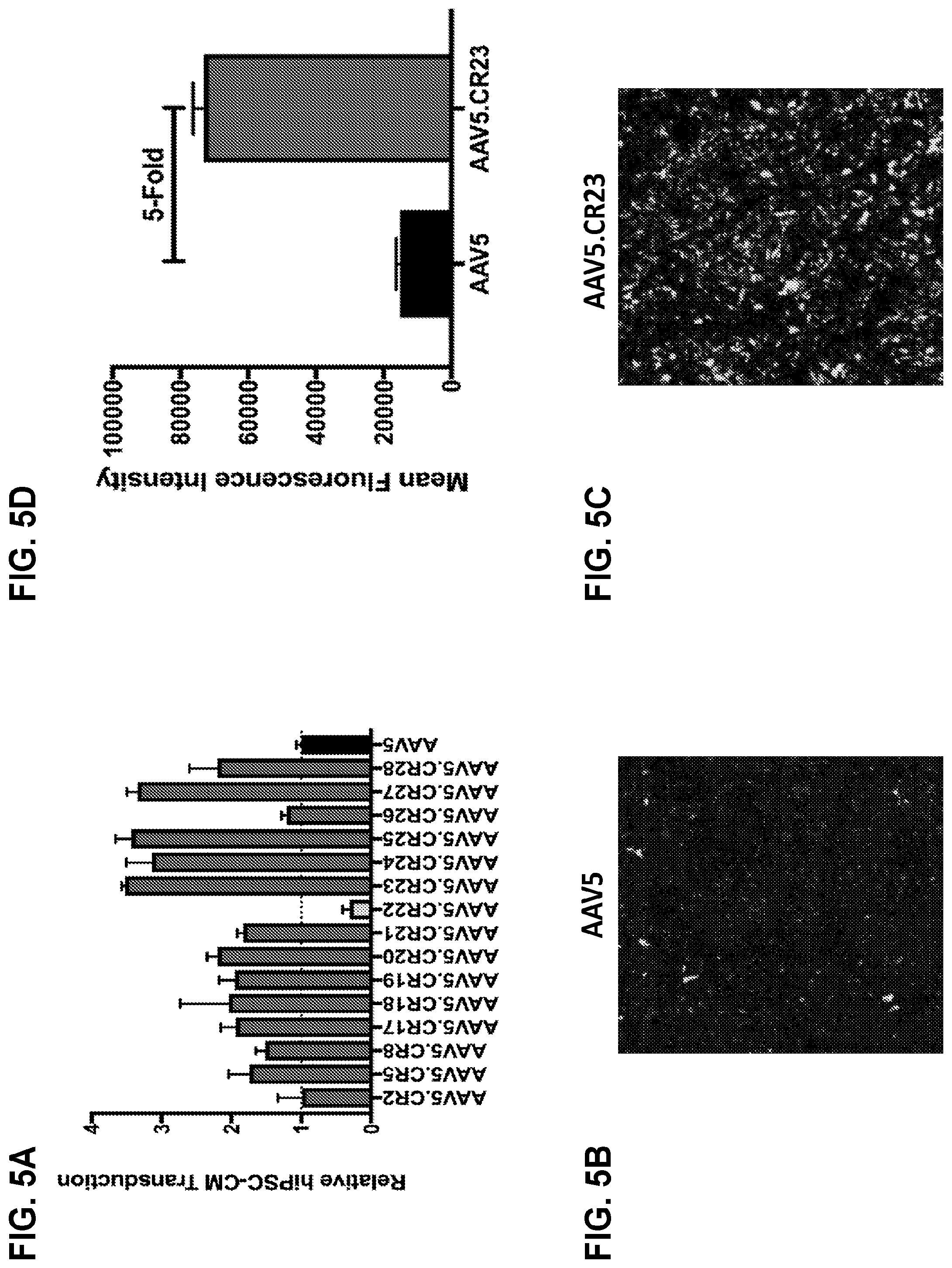 Patent US12104165 Figure 5 – Adeno-associated virus with engineered capsid