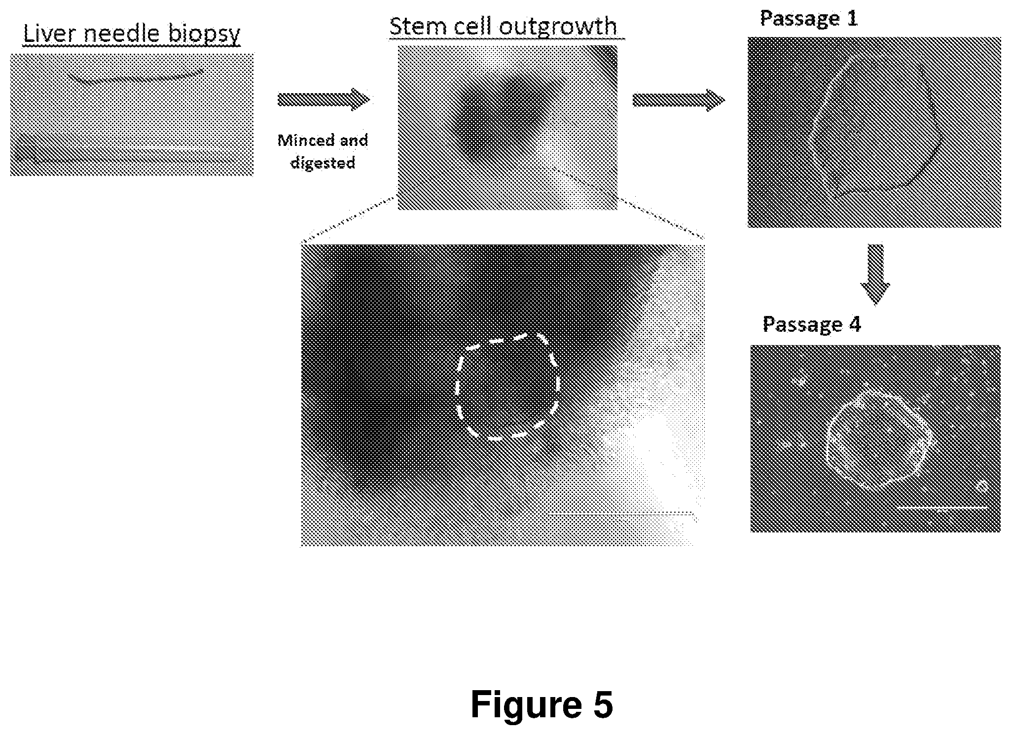 Patent US12104168 Figure 5 – Cell culture medium