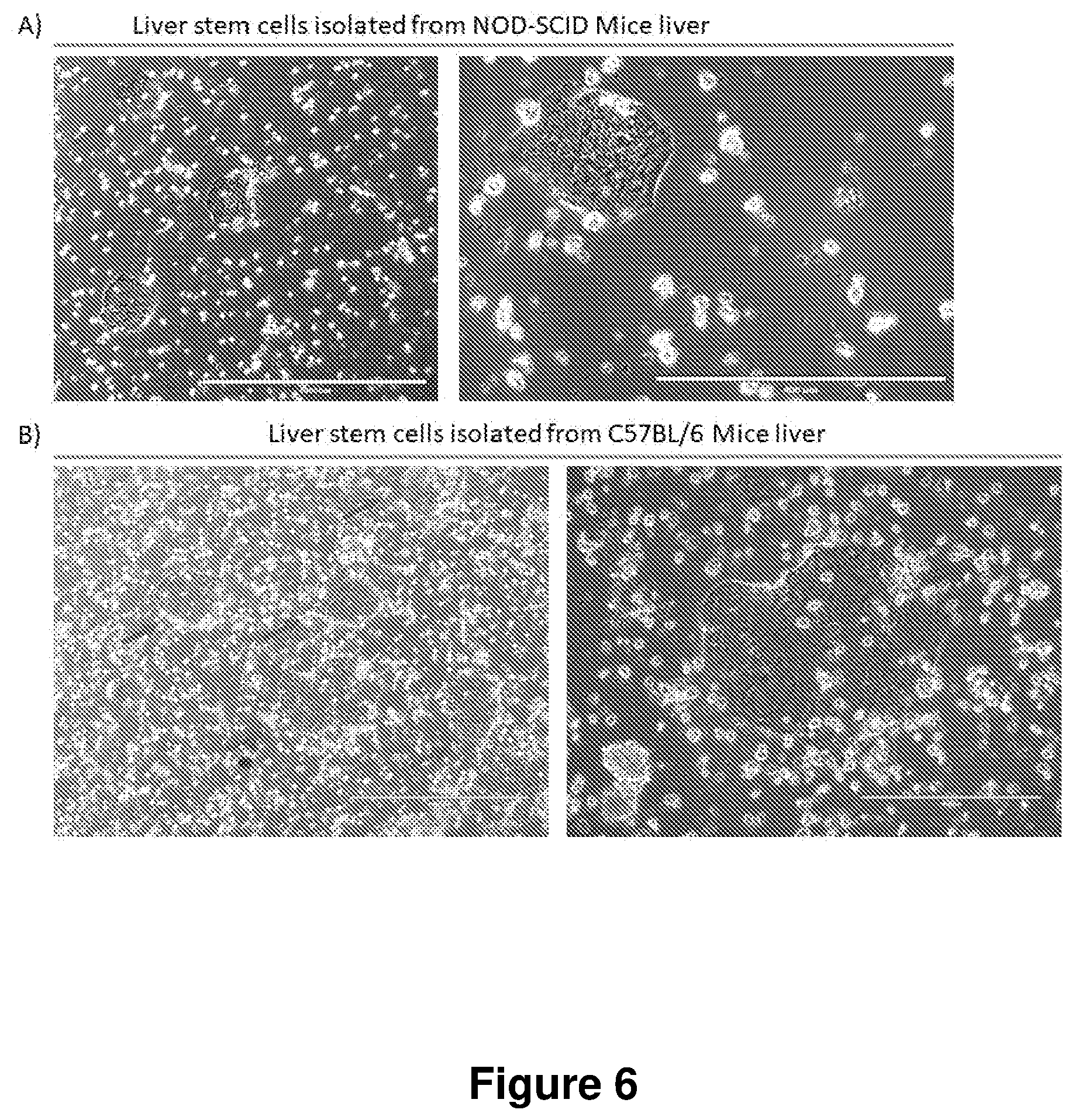 Patent US12104168 Figure 6 – Cell culture medium