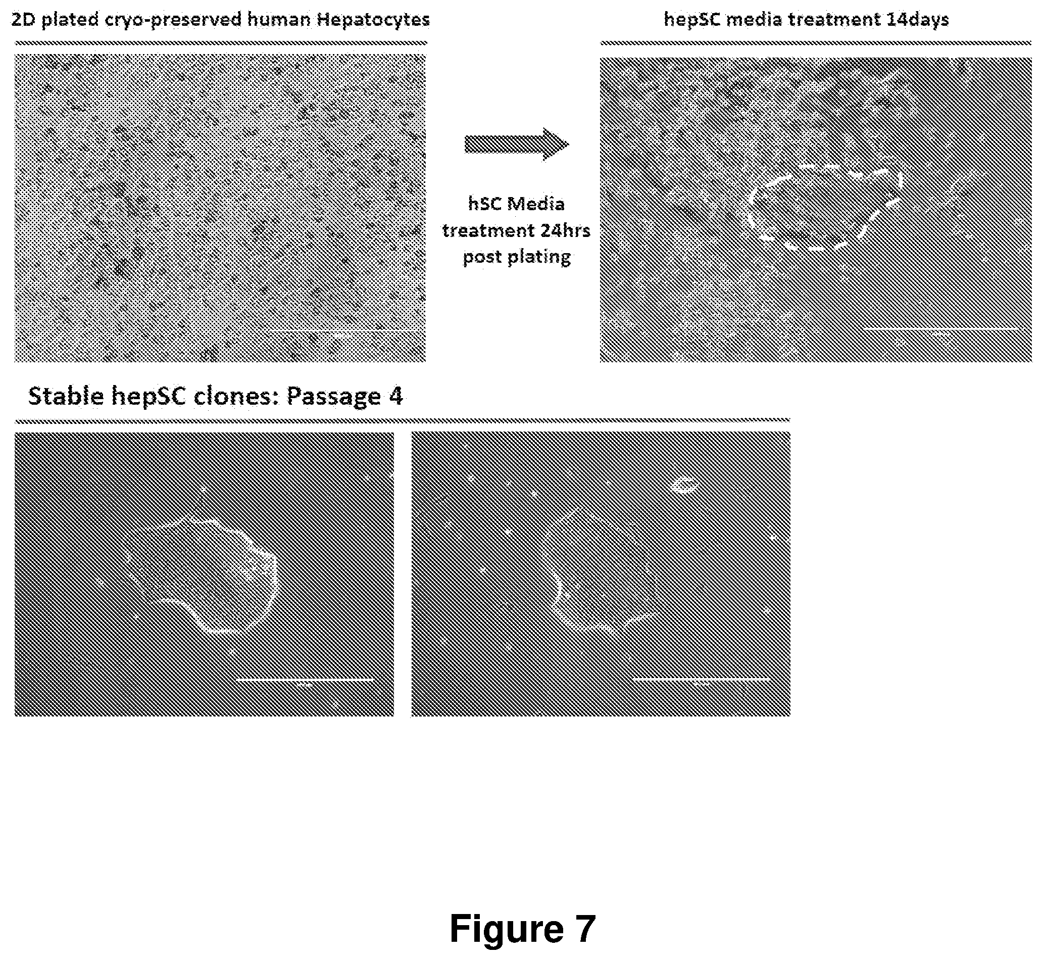 Patent US12104168 Figure 7 – Cell culture medium