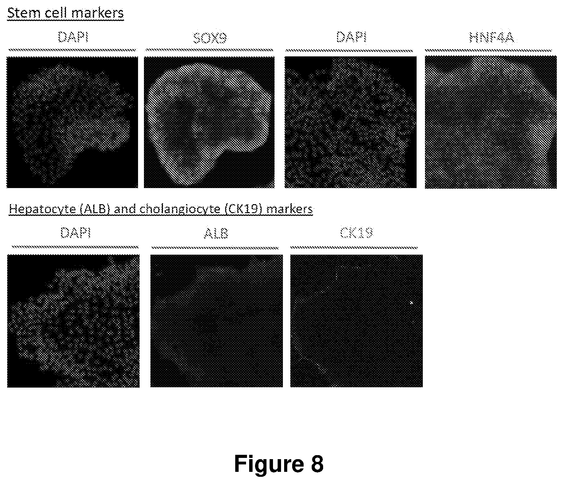 Patent US12104168 Figure 8 – Cell culture medium