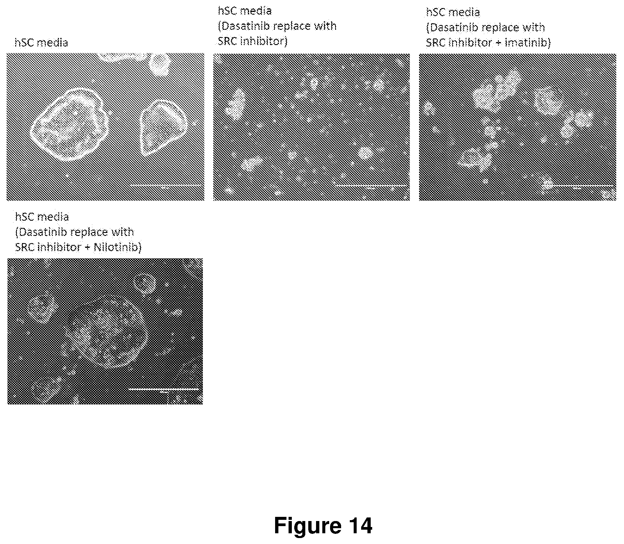 Patent US12104168 Figure 14 – Cell culture medium