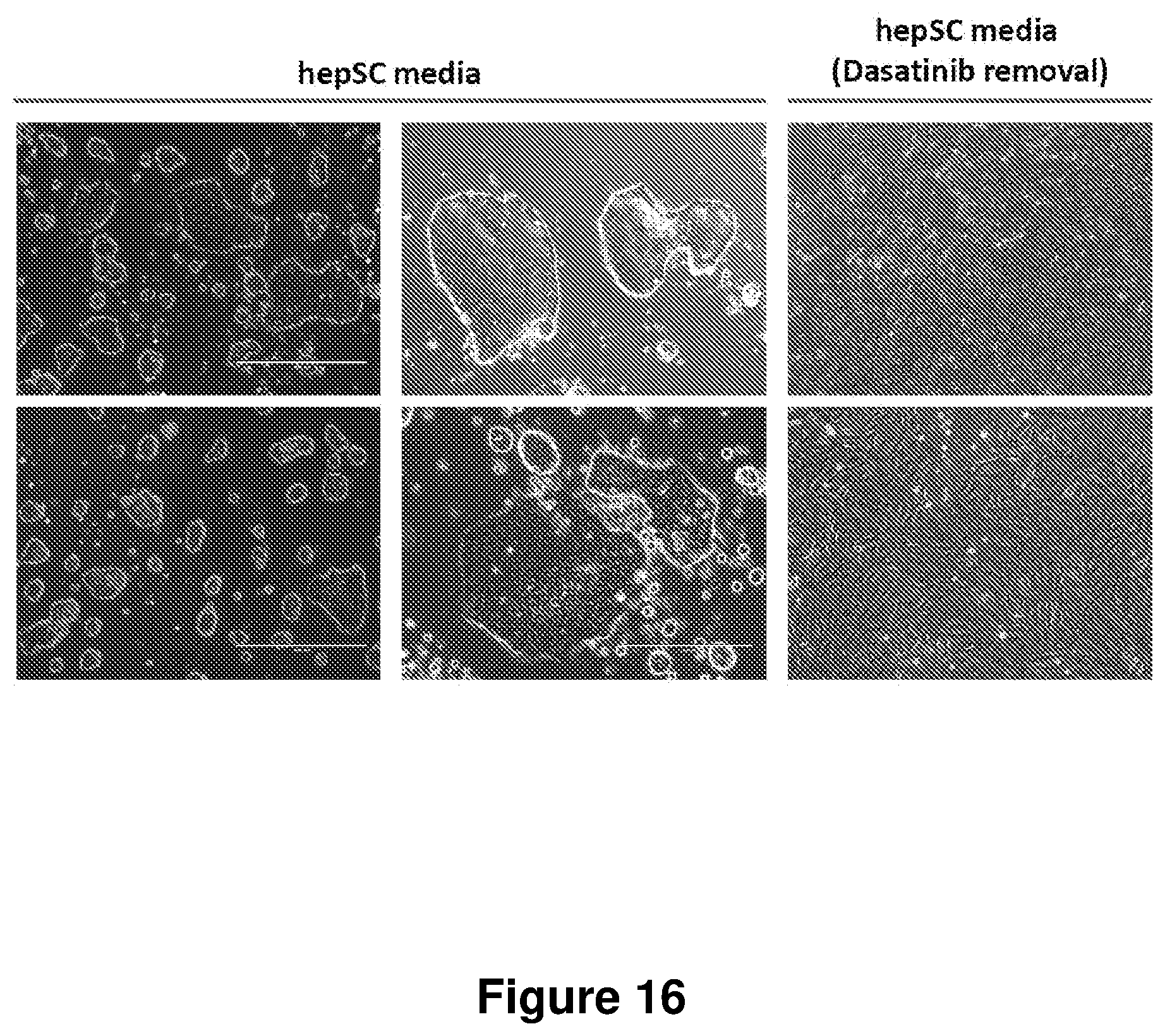 Patent US12104168 Figure 16 – Cell culture medium