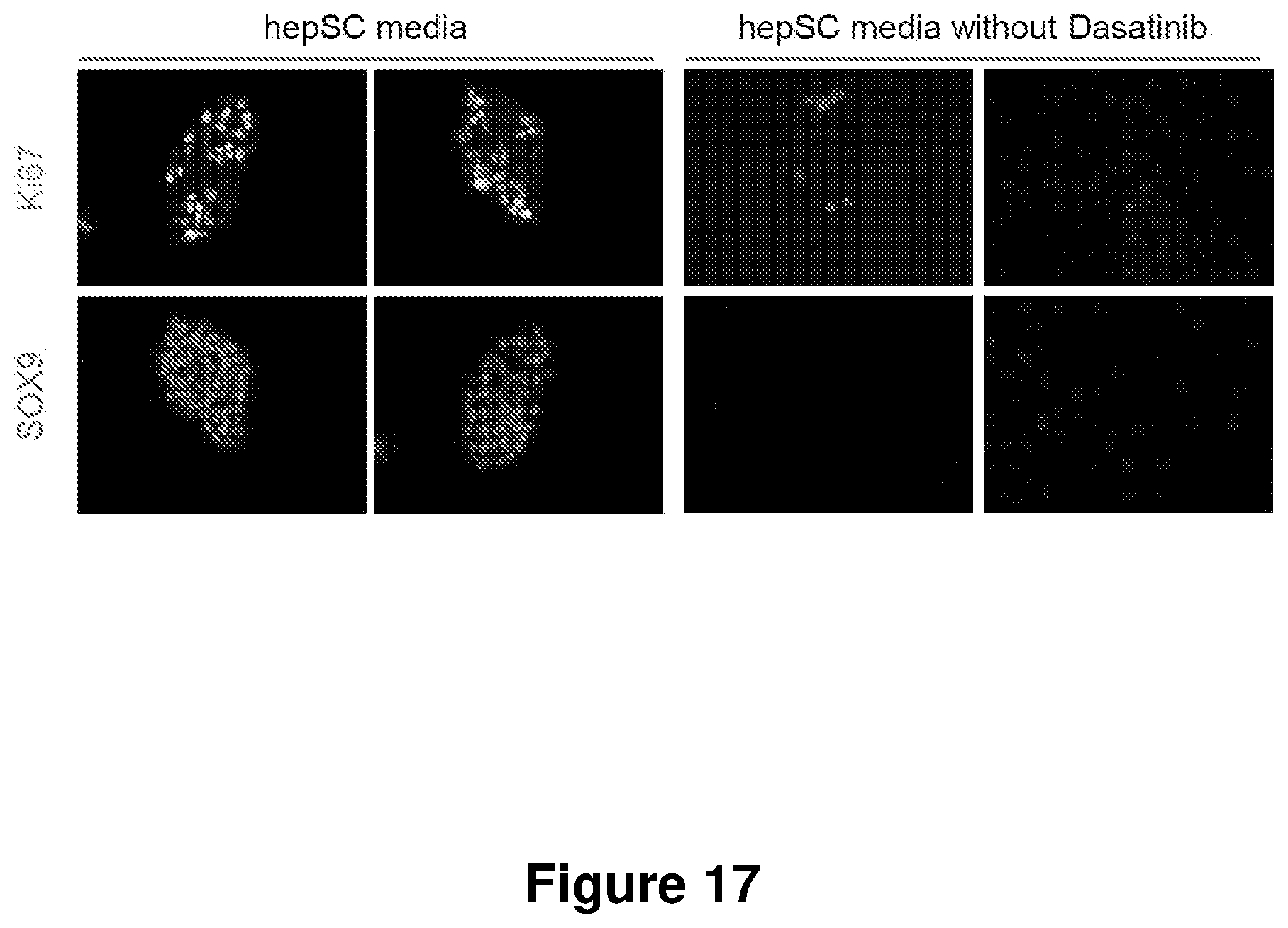 Patent US12104168 Figure 17 – Cell culture medium