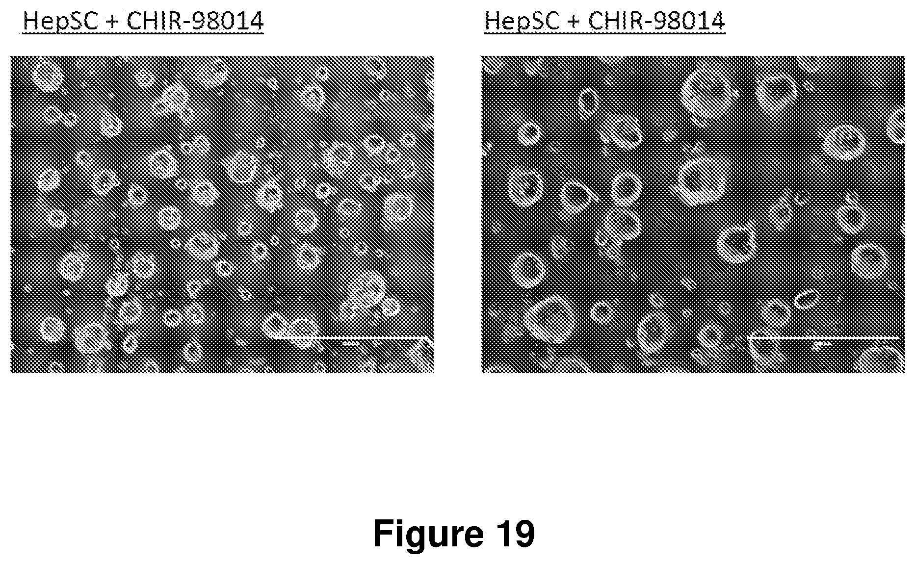 Patent US12104168 Figure 19 – Cell culture medium