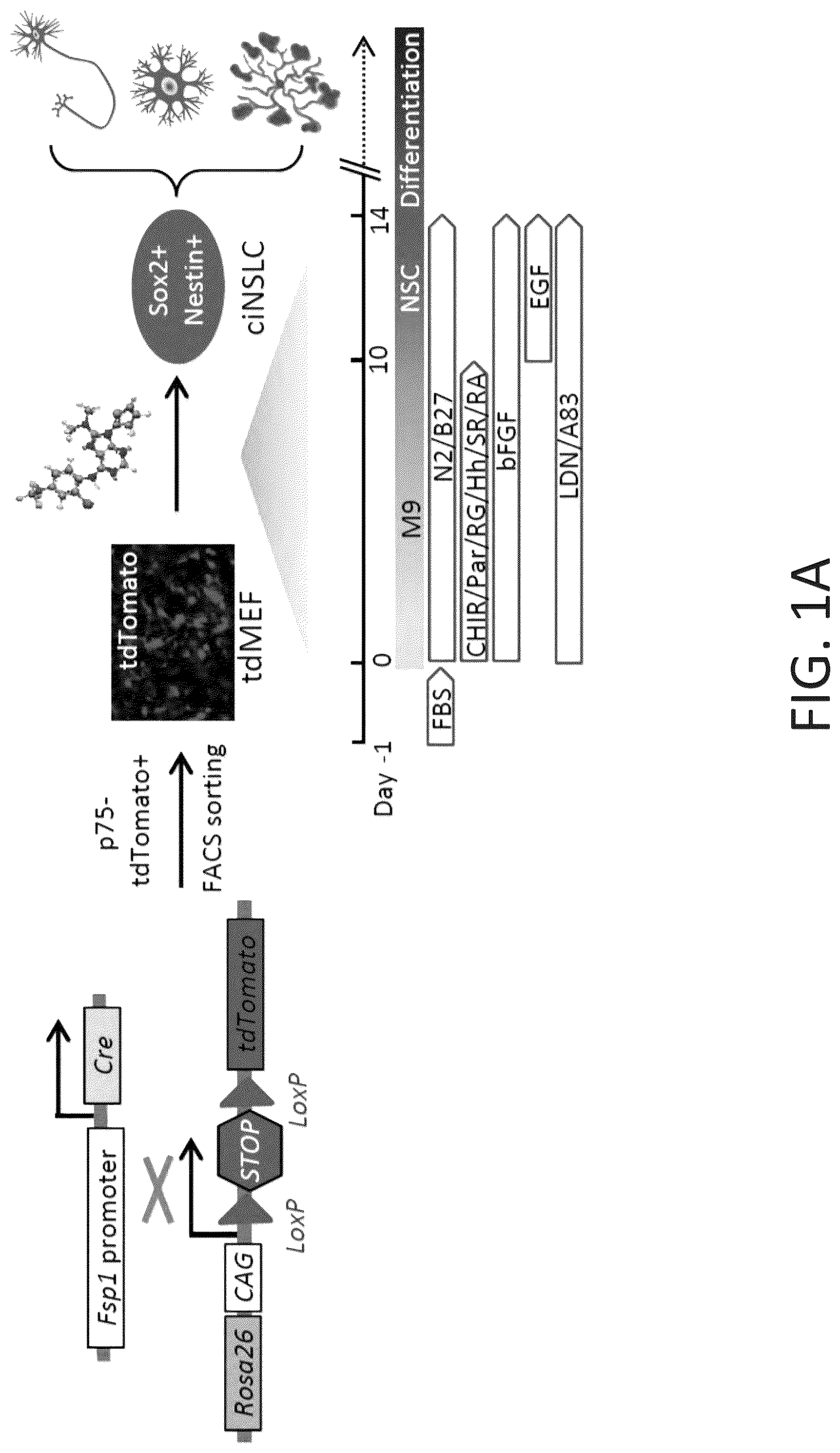 Patent US12104169 Figure 1 – Chemical reprogramming to generate neuronal cells