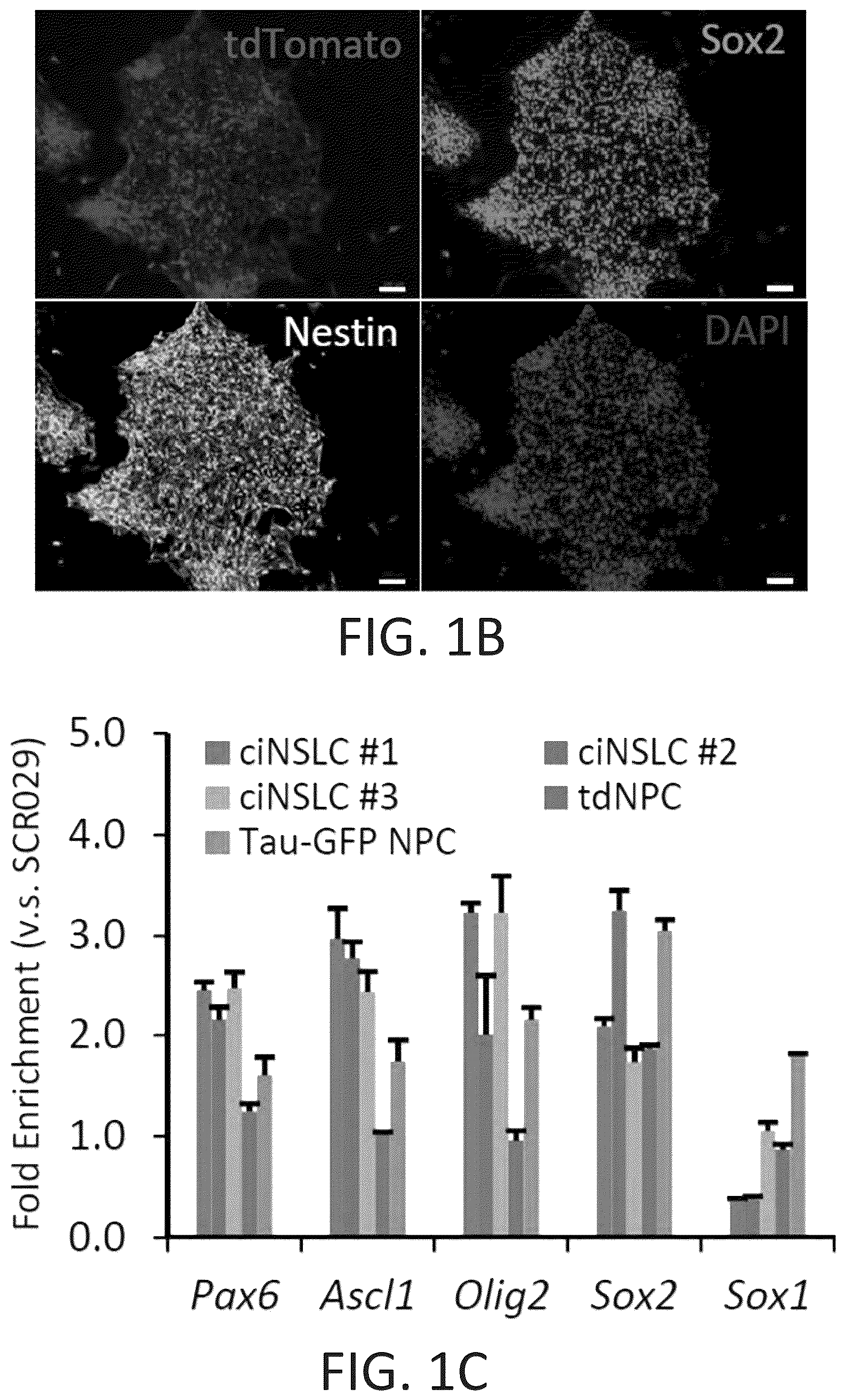 Patent US12104169 Figure 2 – Chemical reprogramming to generate neuronal cells