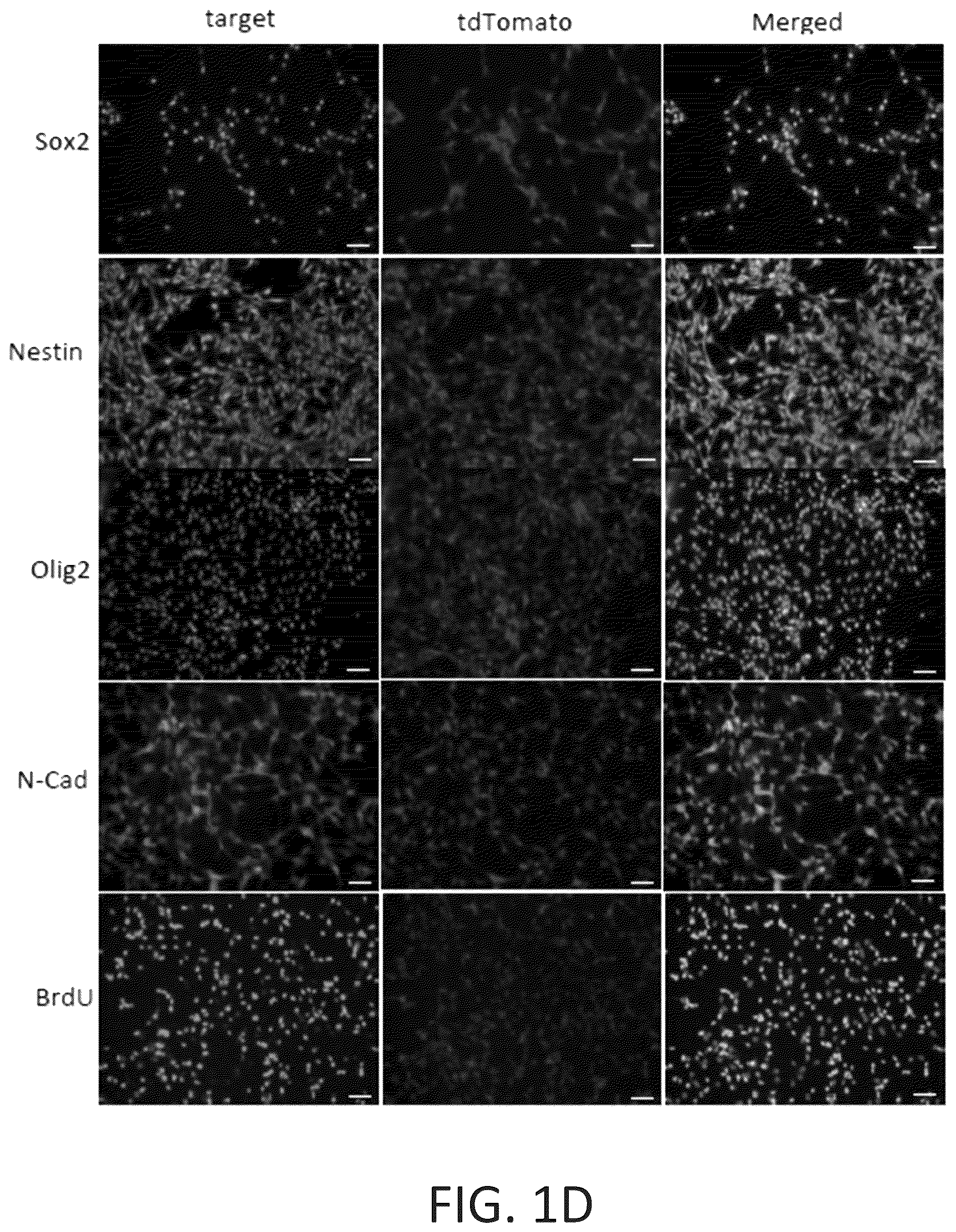 Patent US12104169 Figure 3 – Chemical reprogramming to generate neuronal cells