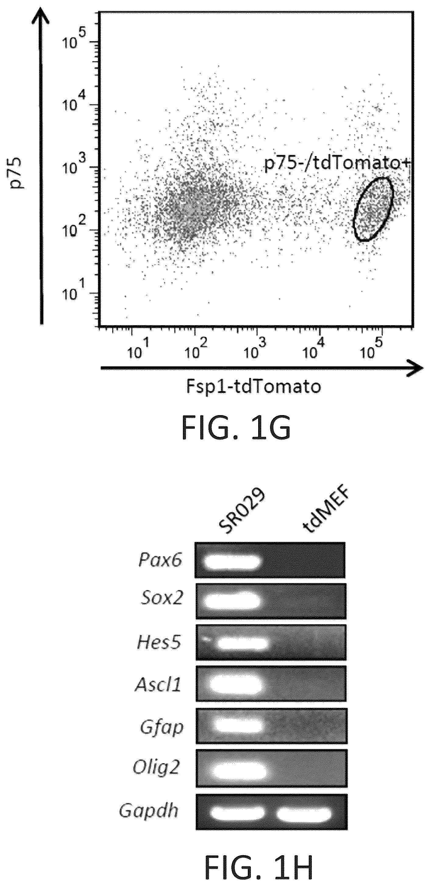 Patent US12104169 Figure 5 – Chemical reprogramming to generate neuronal cells