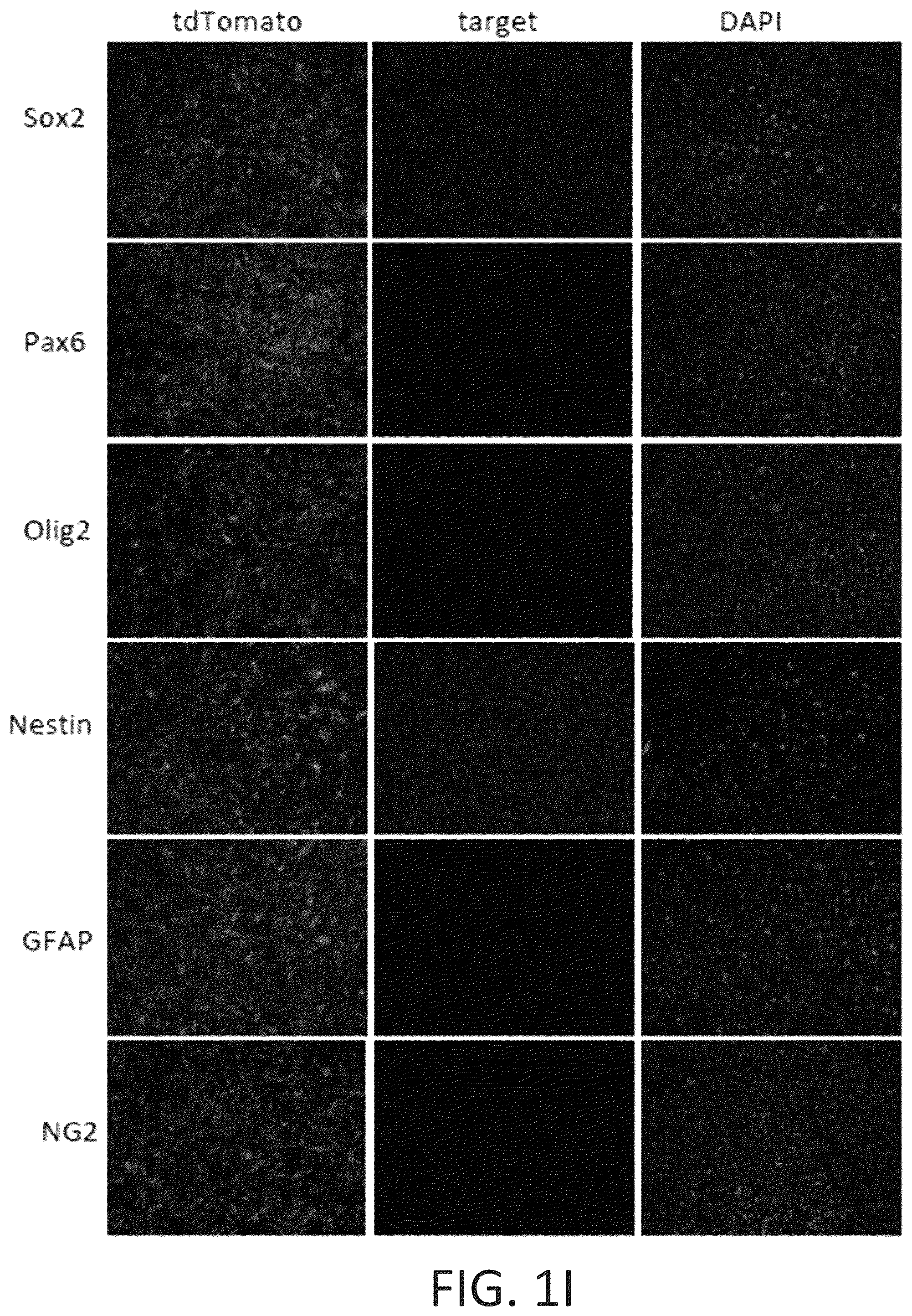 Patent US12104169 Figure 6 – Chemical reprogramming to generate neuronal cells