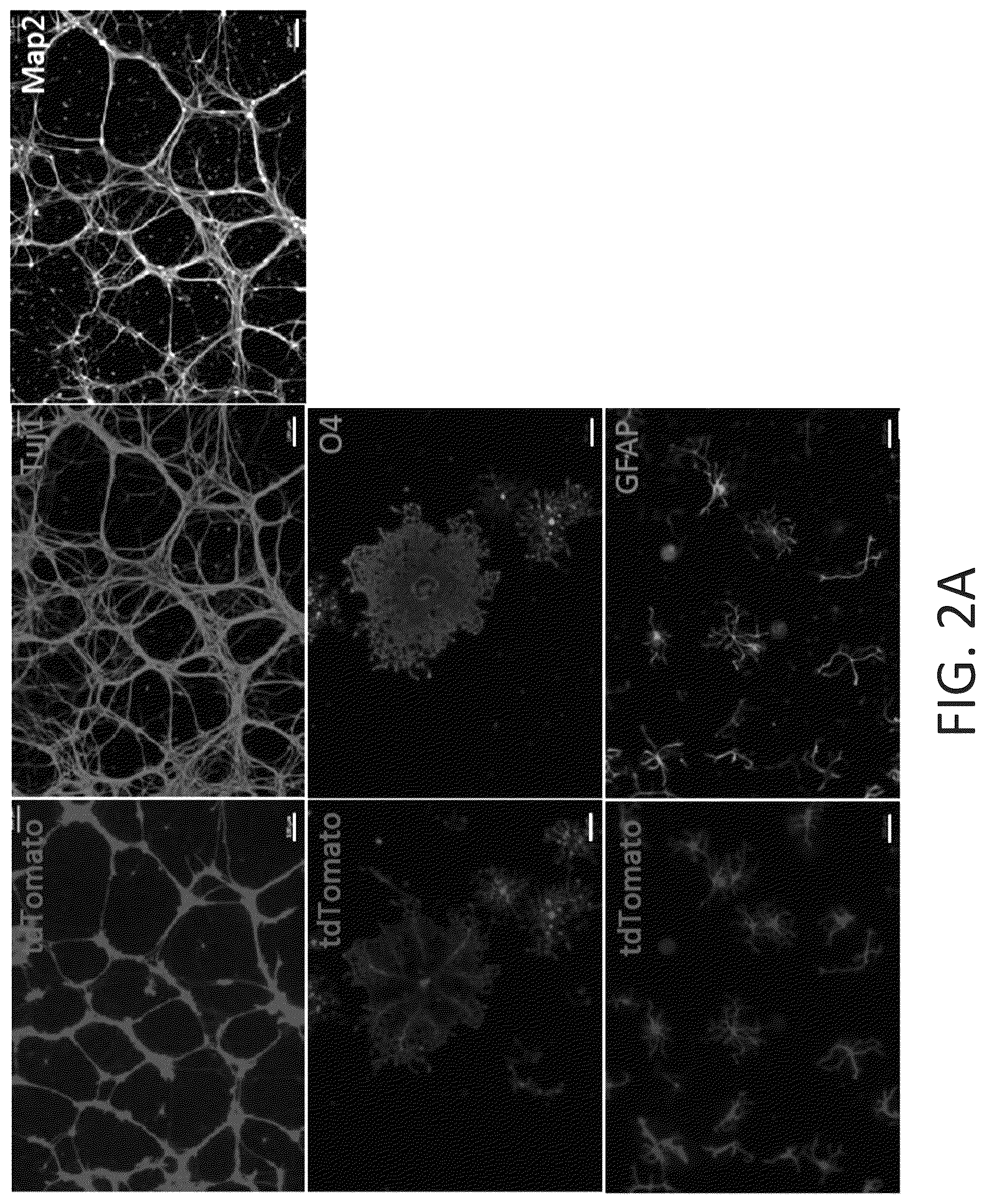 Patent US12104169 Figure 7 – Chemical reprogramming to generate neuronal cells