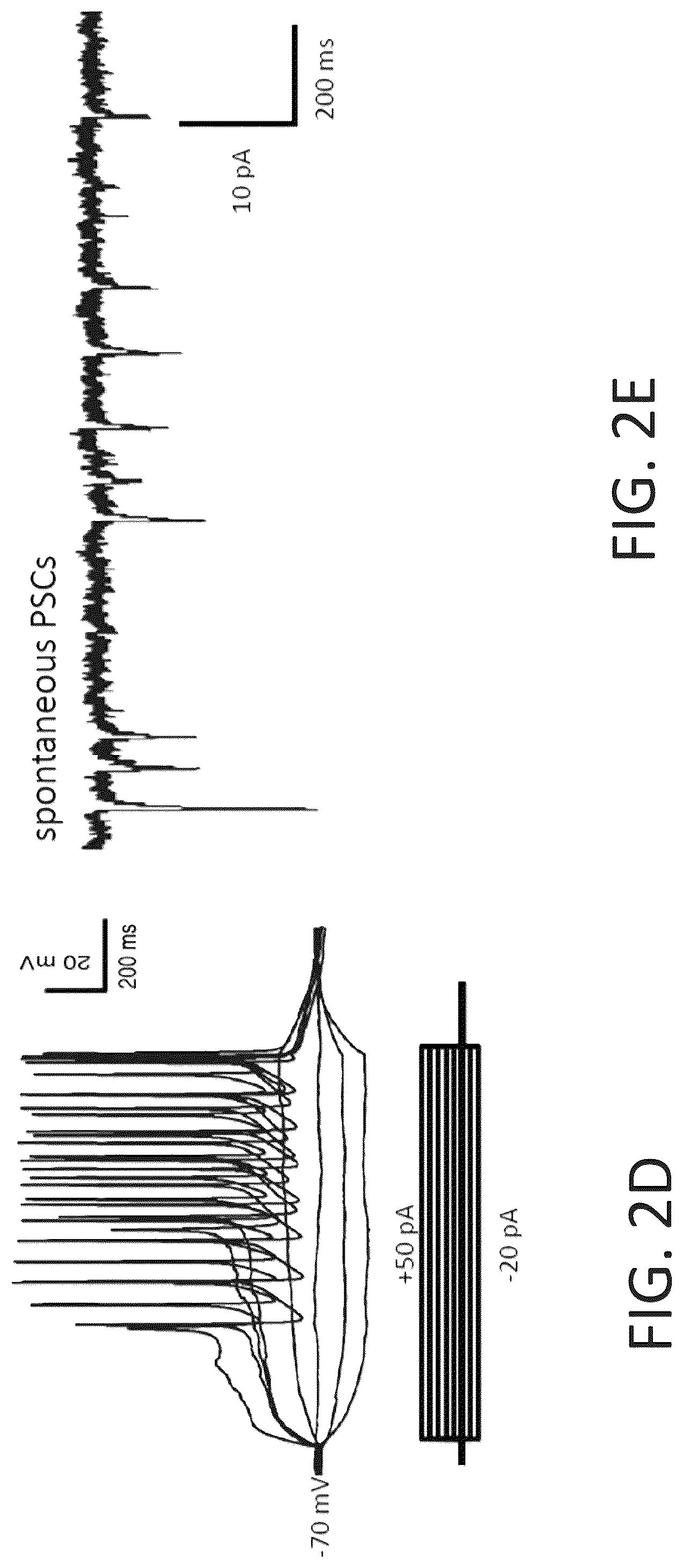 Patent US12104169 Figure 9 – Chemical reprogramming to generate neuronal cells