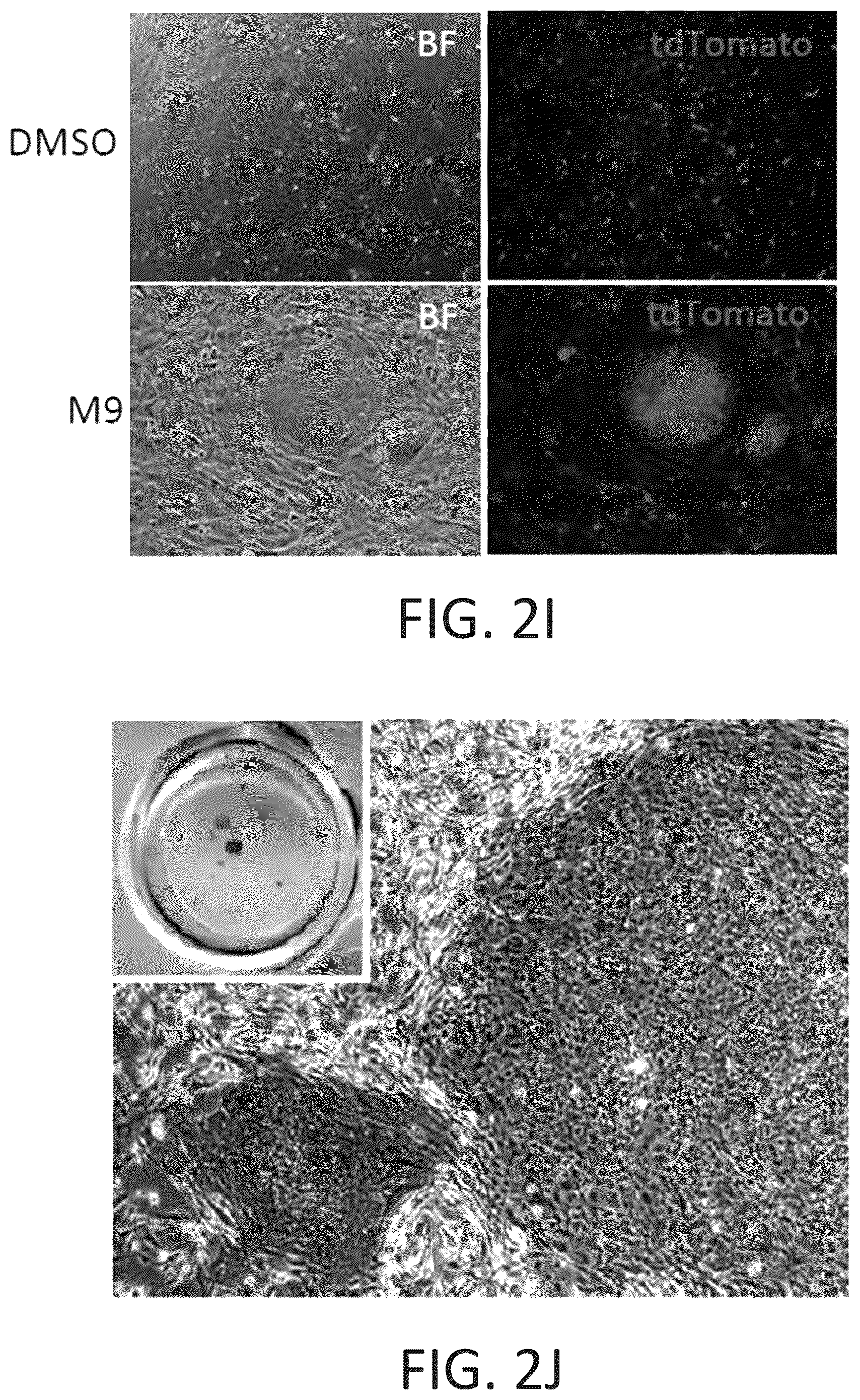 Patent US12104169 Figure 12 – Chemical reprogramming to generate neuronal cells