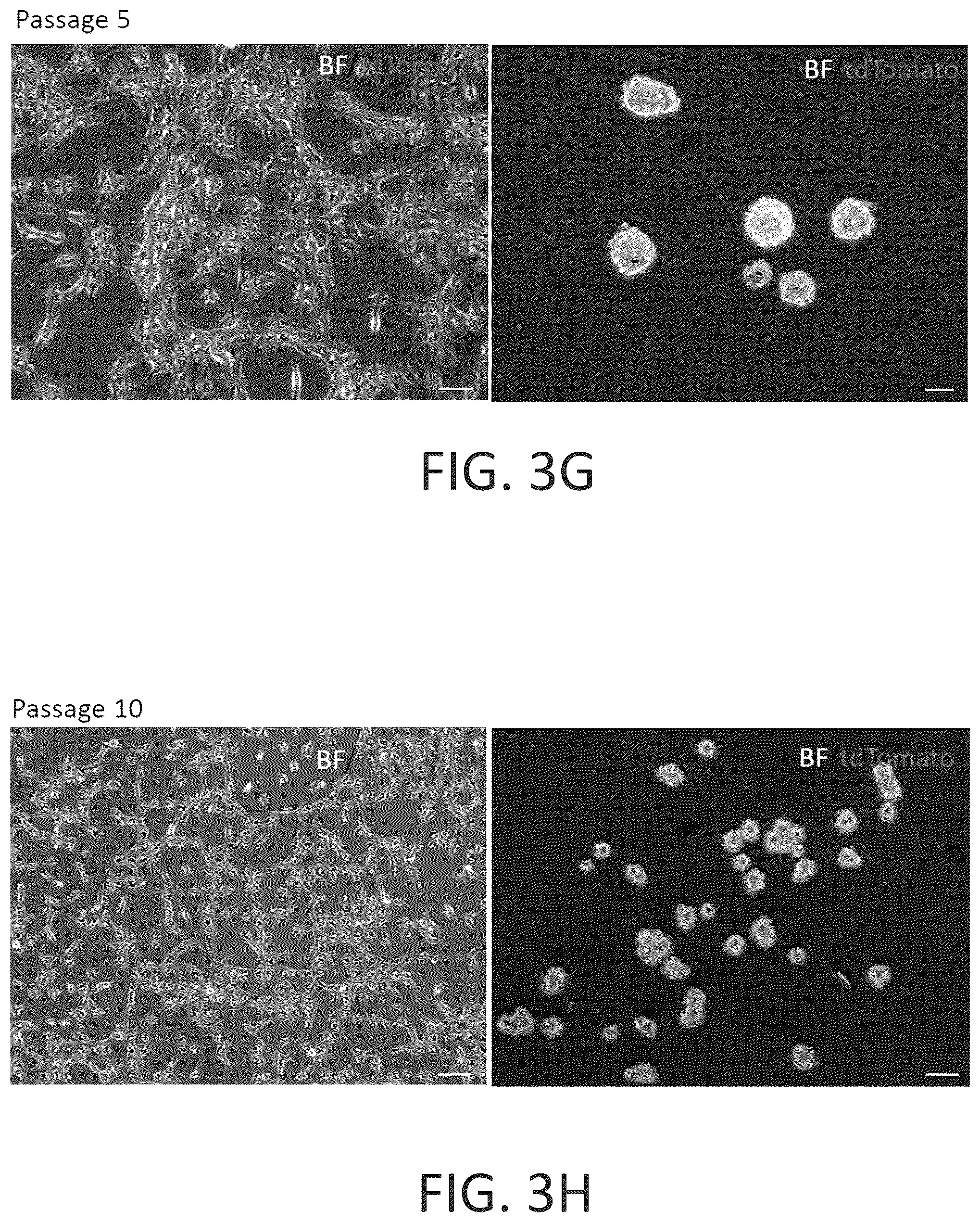 Patent US12104169 Figure 17 – Chemical reprogramming to generate neuronal cells