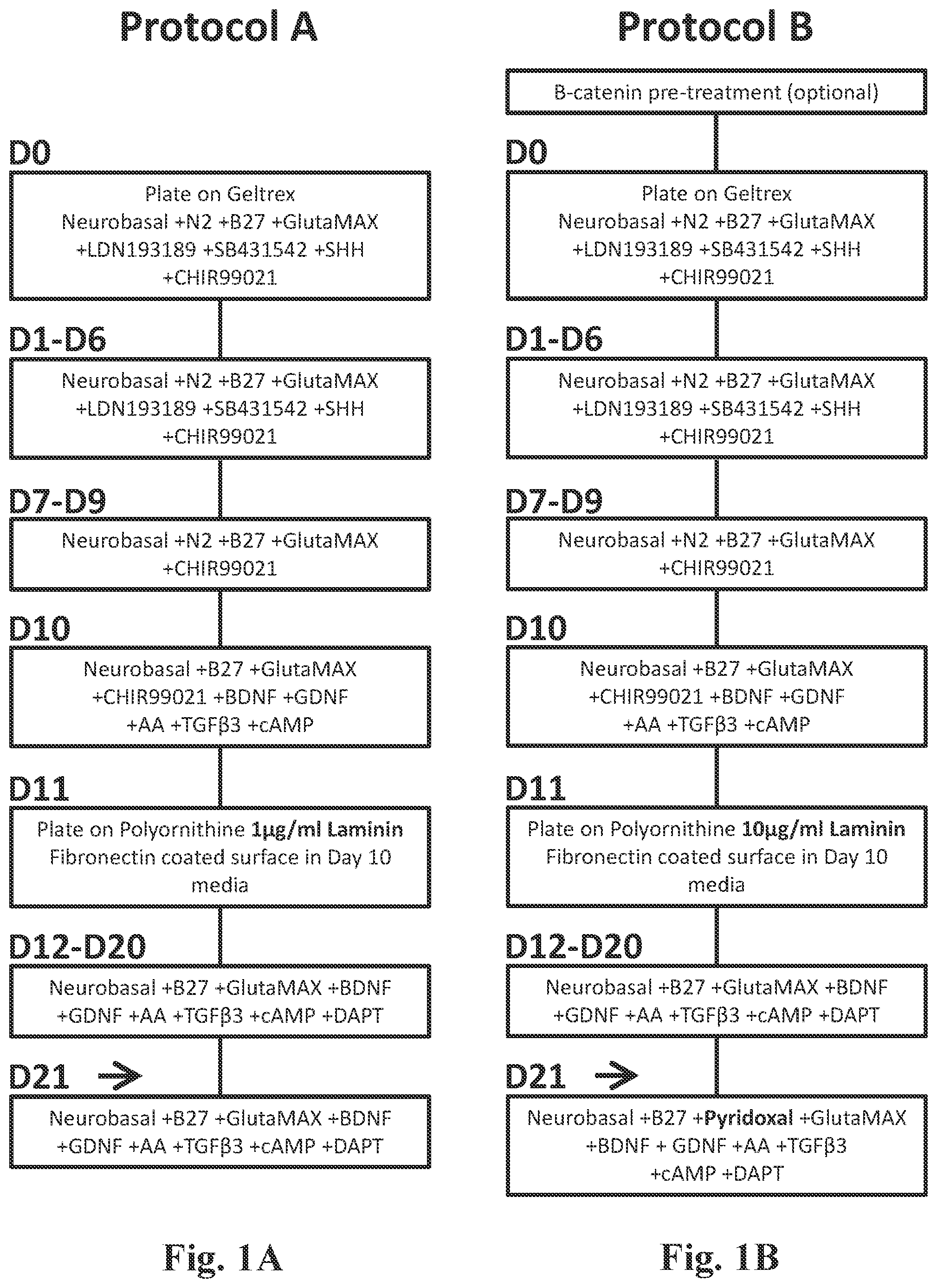 Patent US12104170 — Methods for deriving dopaminergic neurons from pluripotent stem cells — Figure 1
