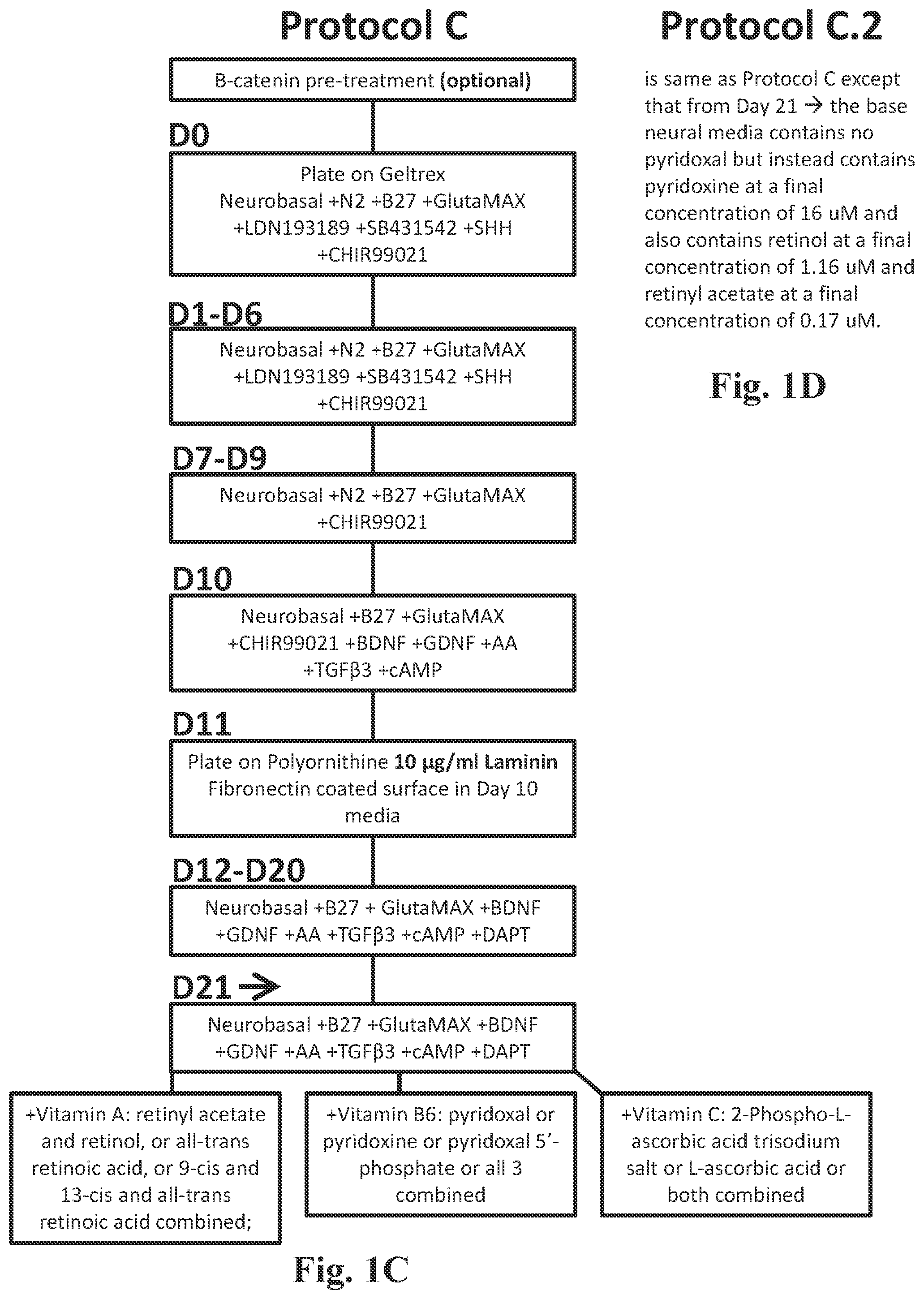 Patent US12104170 Figure 2 – Methods for deriving dopaminergic neurons from pluripotent stem cells
