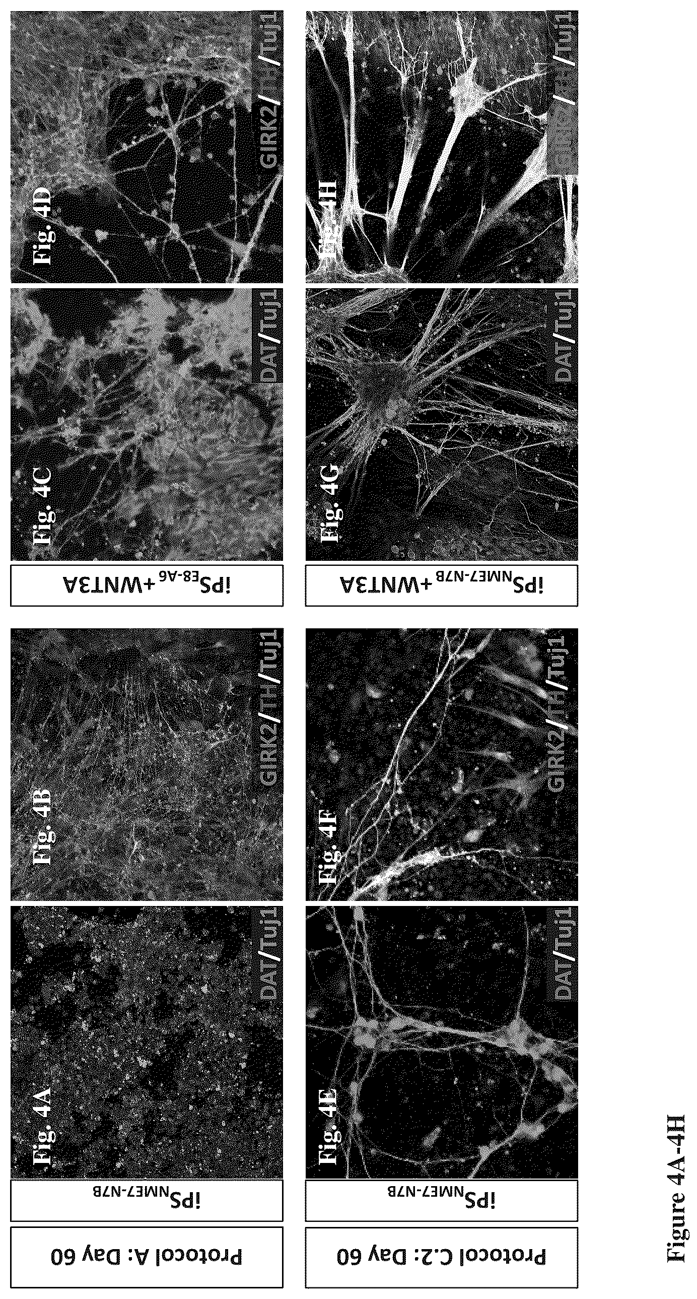 Patent US12104170 Figure 6 – Methods for deriving dopaminergic neurons from pluripotent stem cells