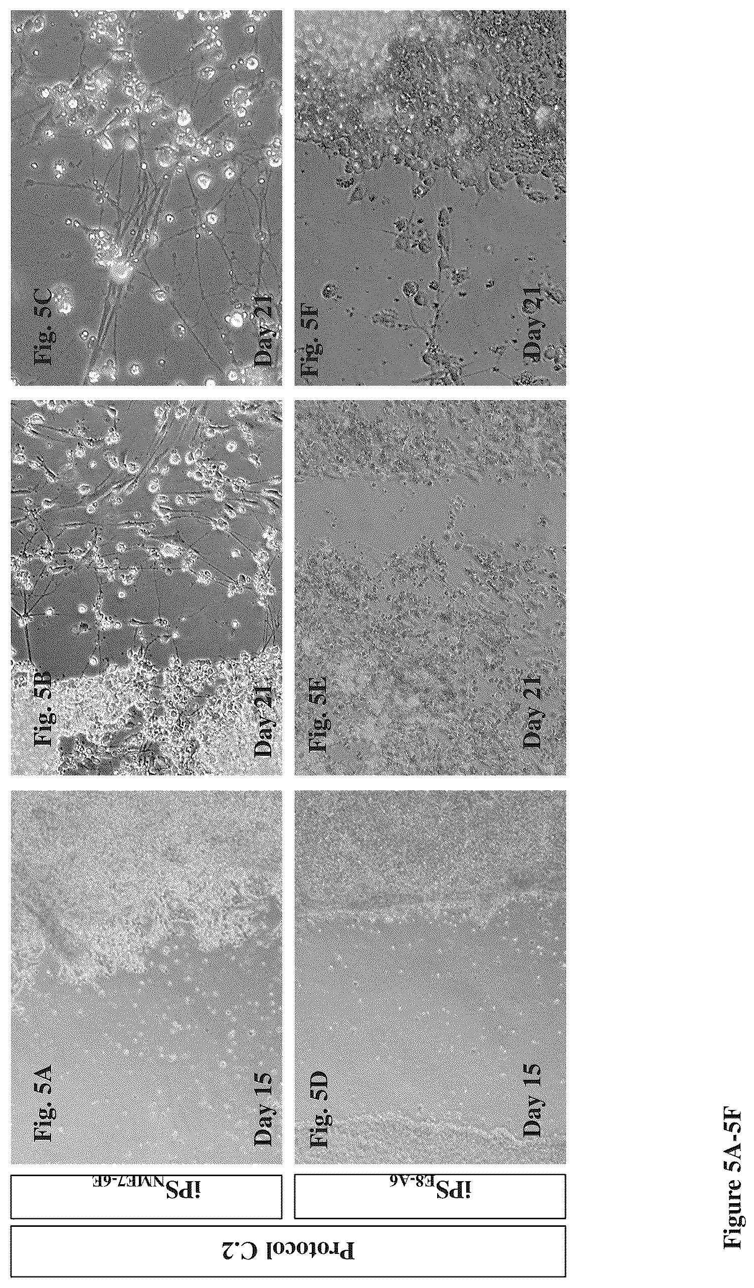 Patent US12104170 Figure 7 – Methods for deriving dopaminergic neurons from pluripotent stem cells