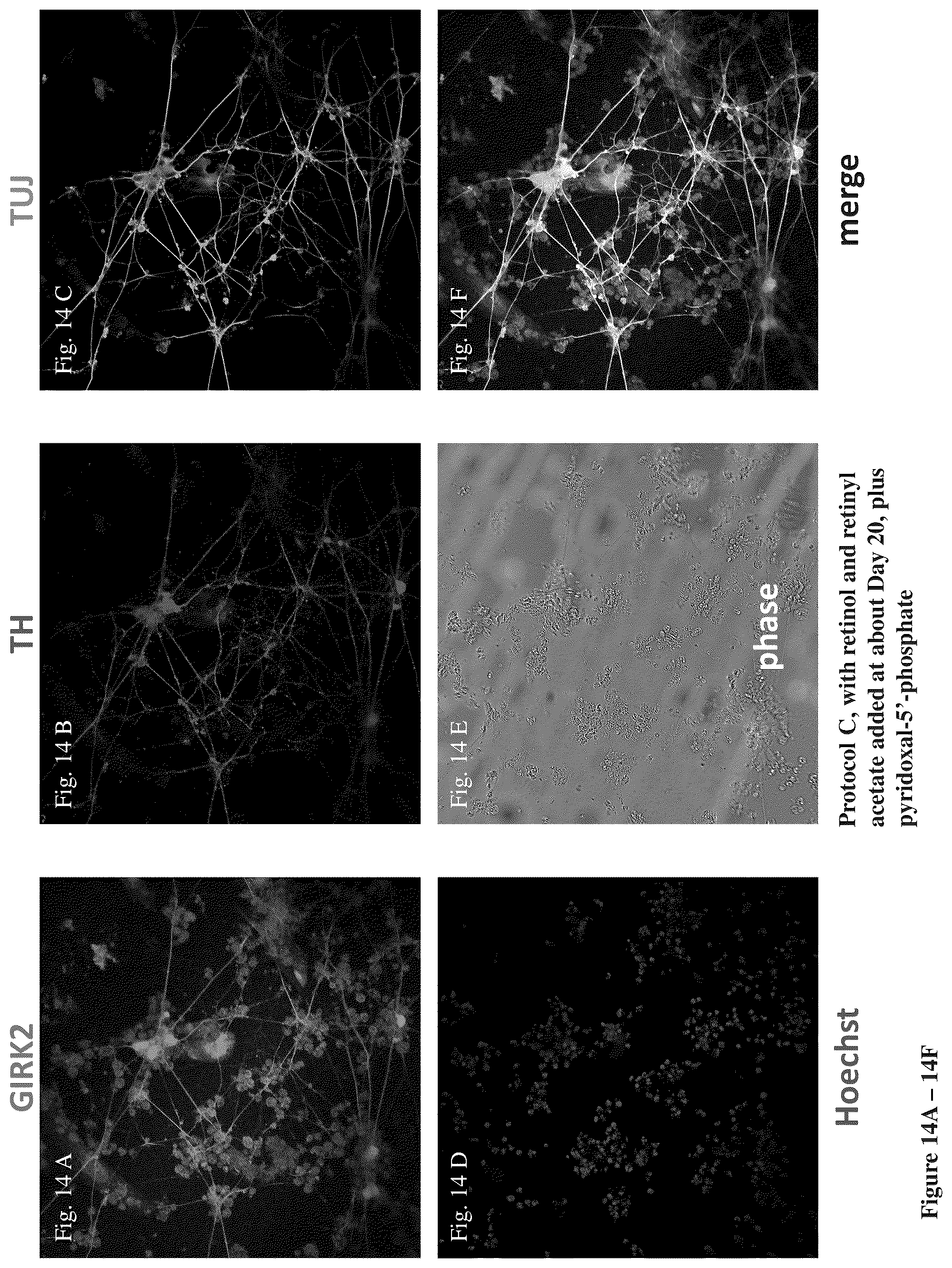 Patent US12104170 Figure 19 – Methods for deriving dopaminergic neurons from pluripotent stem cells