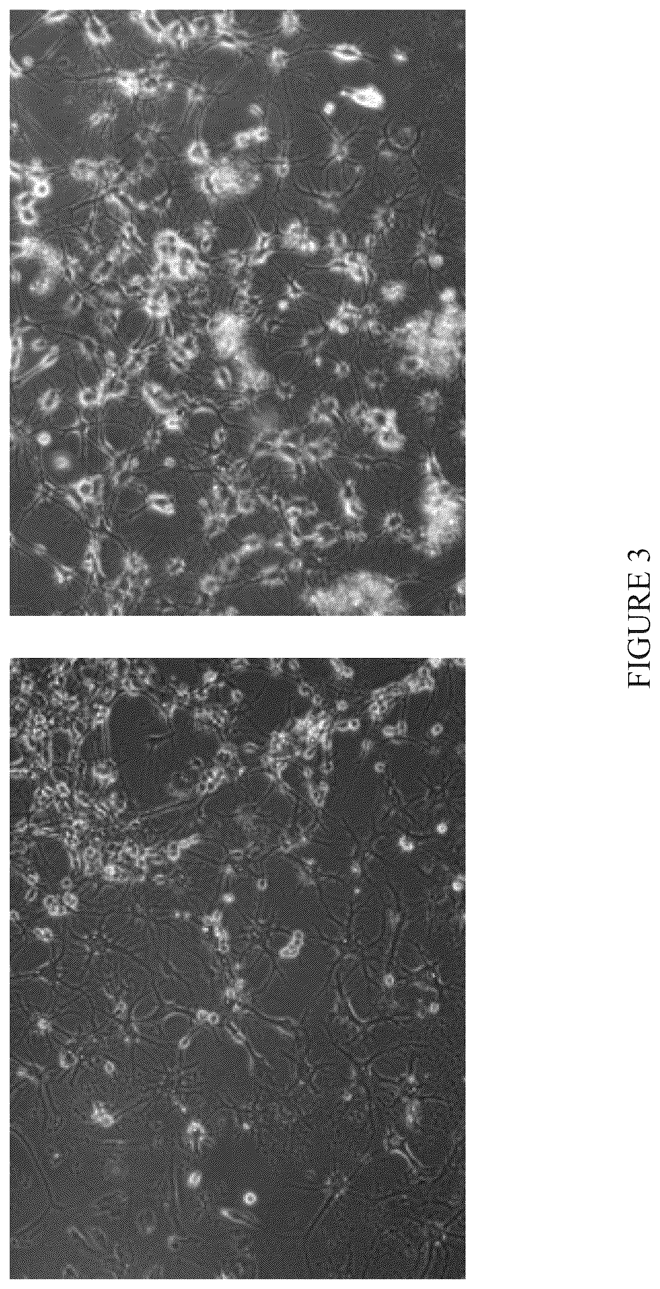 Patent US12104171 Figure 3 – Induction of neural progenitor cells, oligodendrocyte progenitor cells, and oligodendrocytes by stem cell differentiation using landmark transcription factors