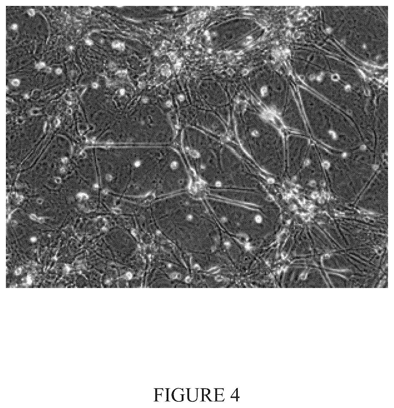 Patent US12104171 Figure 4 – Induction of neural progenitor cells, oligodendrocyte progenitor cells, and oligodendrocytes by stem cell differentiation using landmark transcription factors