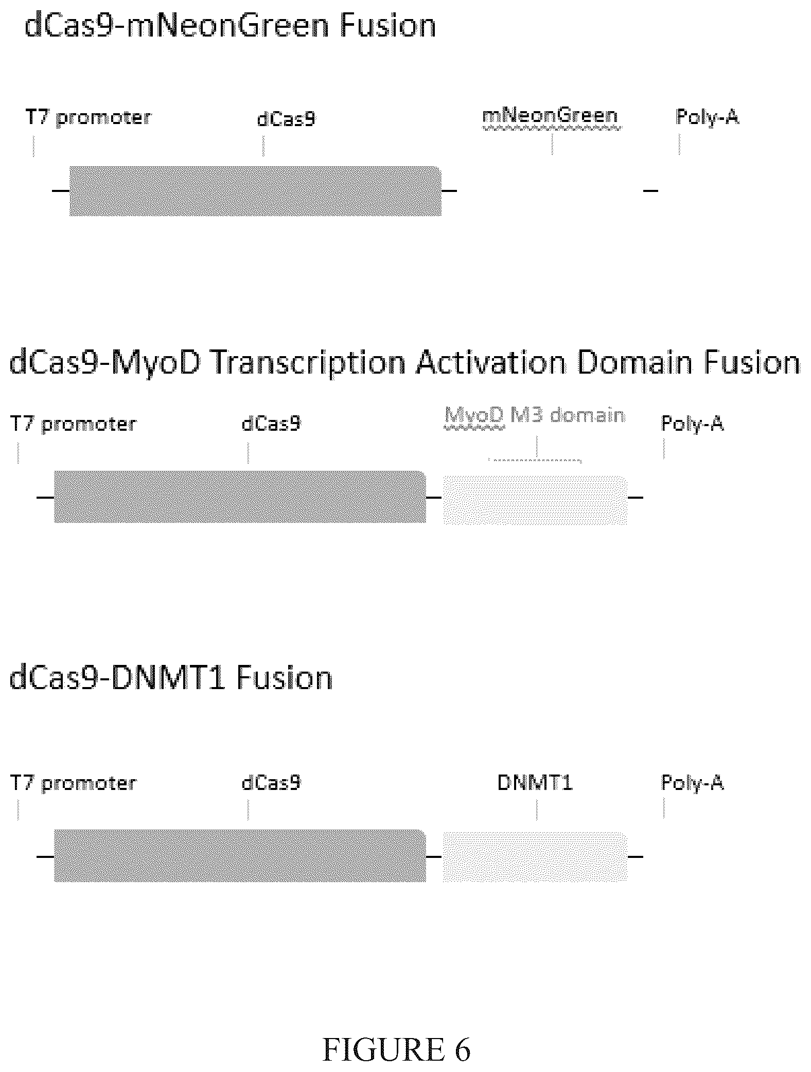 Patent US12104171 Figure 6 – Induction of neural progenitor cells, oligodendrocyte progenitor cells, and oligodendrocytes by stem cell differentiation using landmark transcription factors