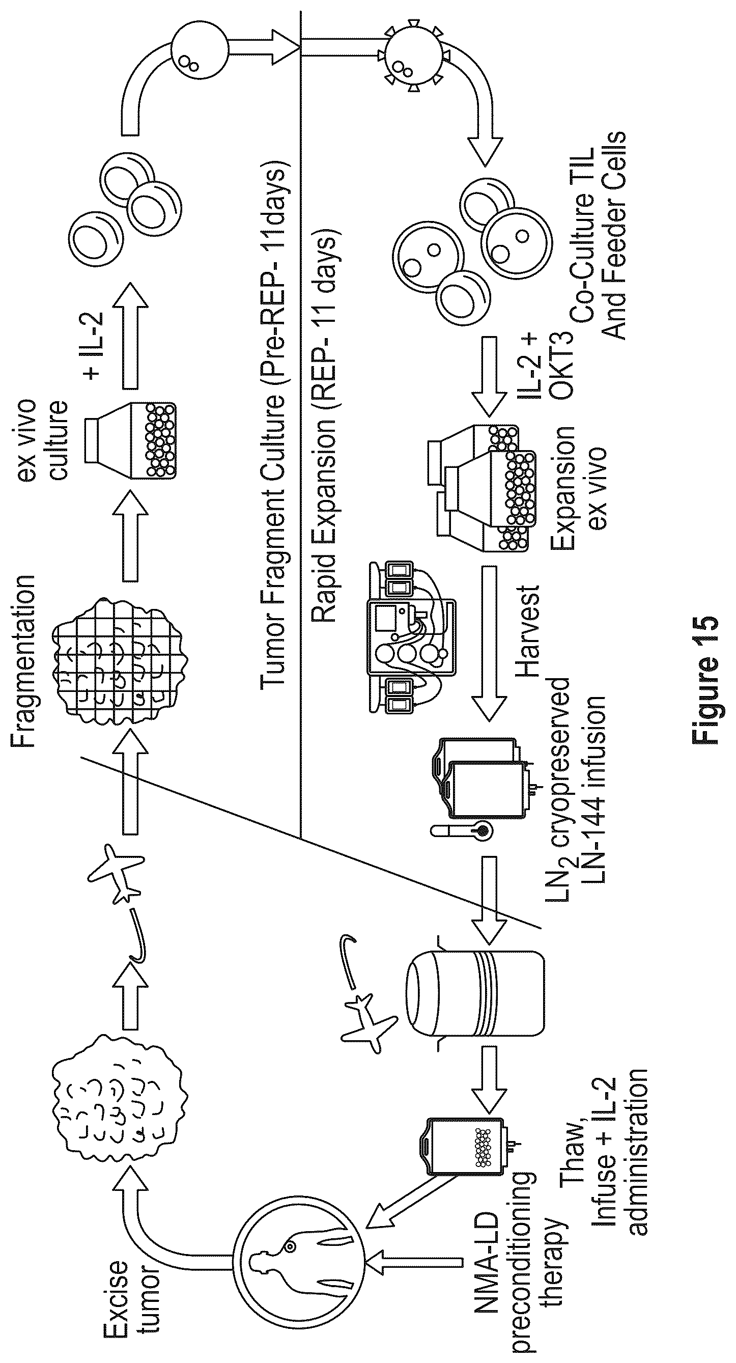 Patent US12104172 Figure 17 – Processes for generating TIL products enriched for tumor antigen-specific t-cells