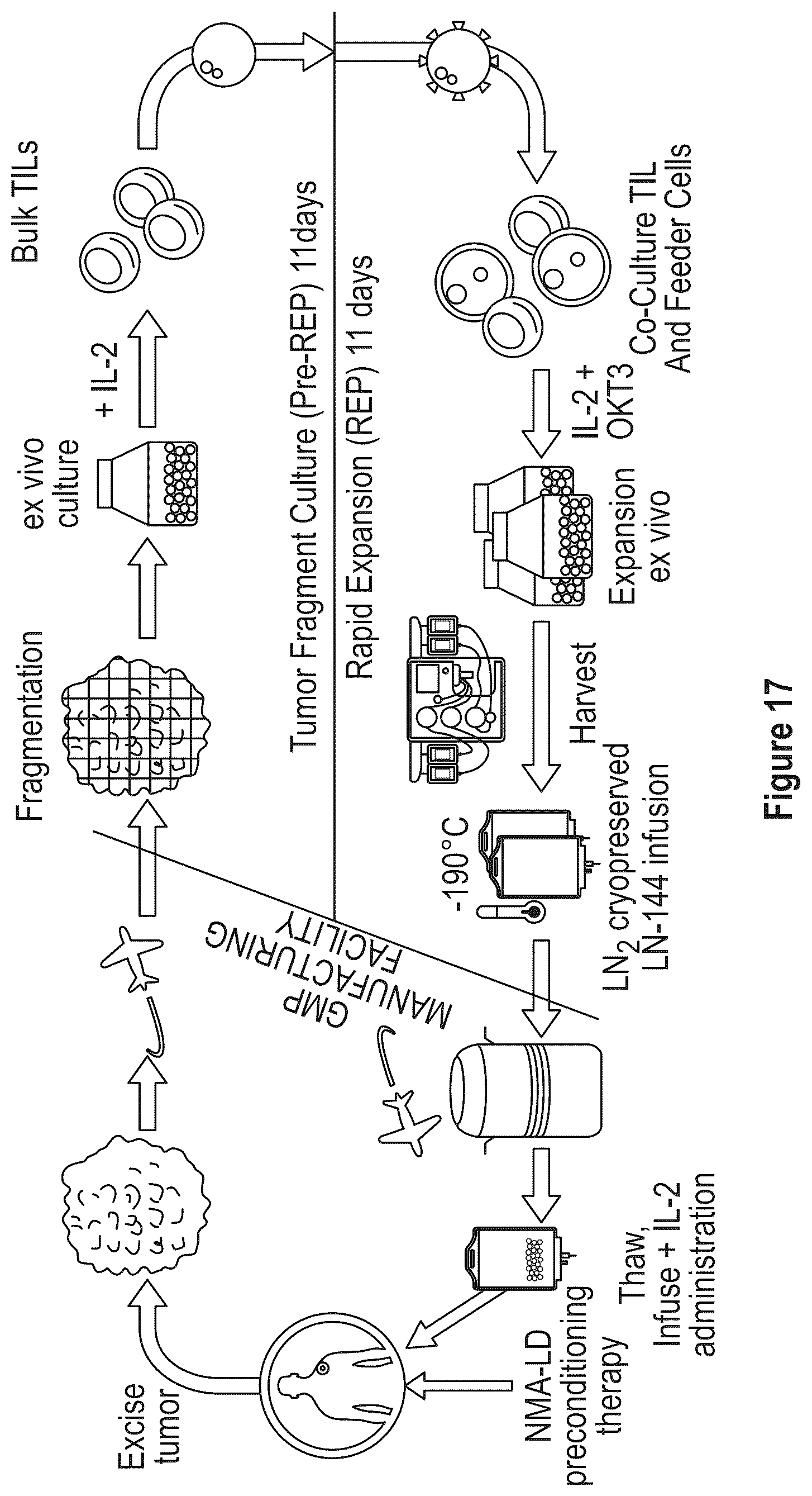 Patent US12104172 Figure 19 – Processes for generating TIL products enriched for tumor antigen-specific t-cells