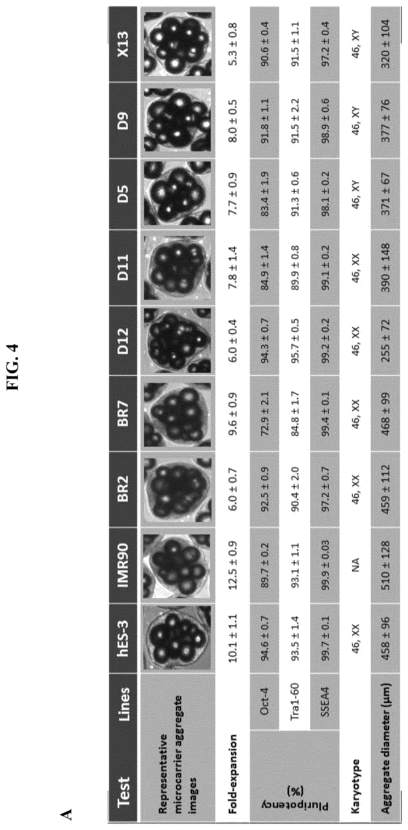 Patent US12104173 Figure 9 – Method for differentiation of human pluripotent stem cell lines in suspension culture