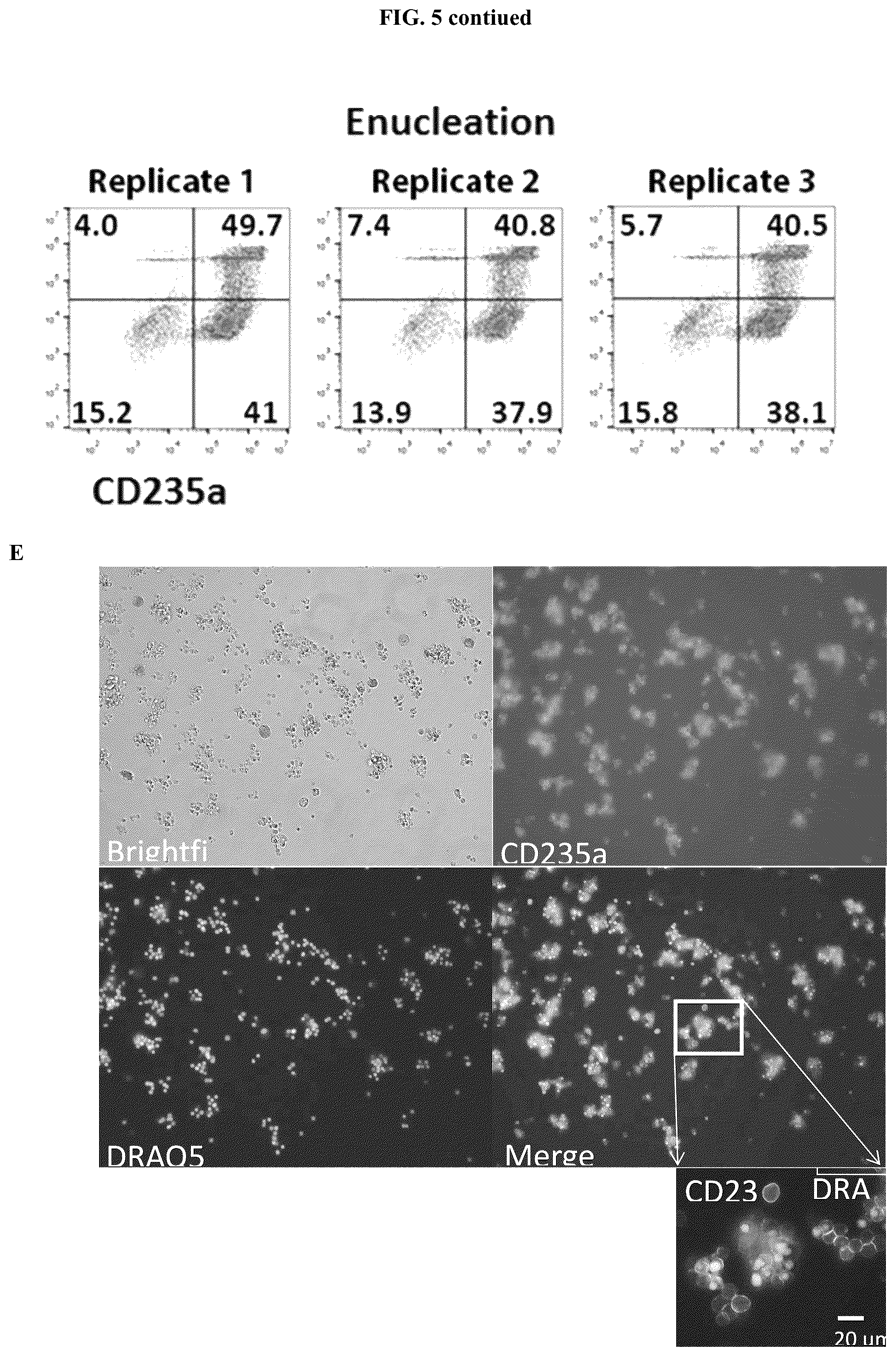 Patent US12104173 Figure 15 – Method for differentiation of human pluripotent stem cell lines in suspension culture