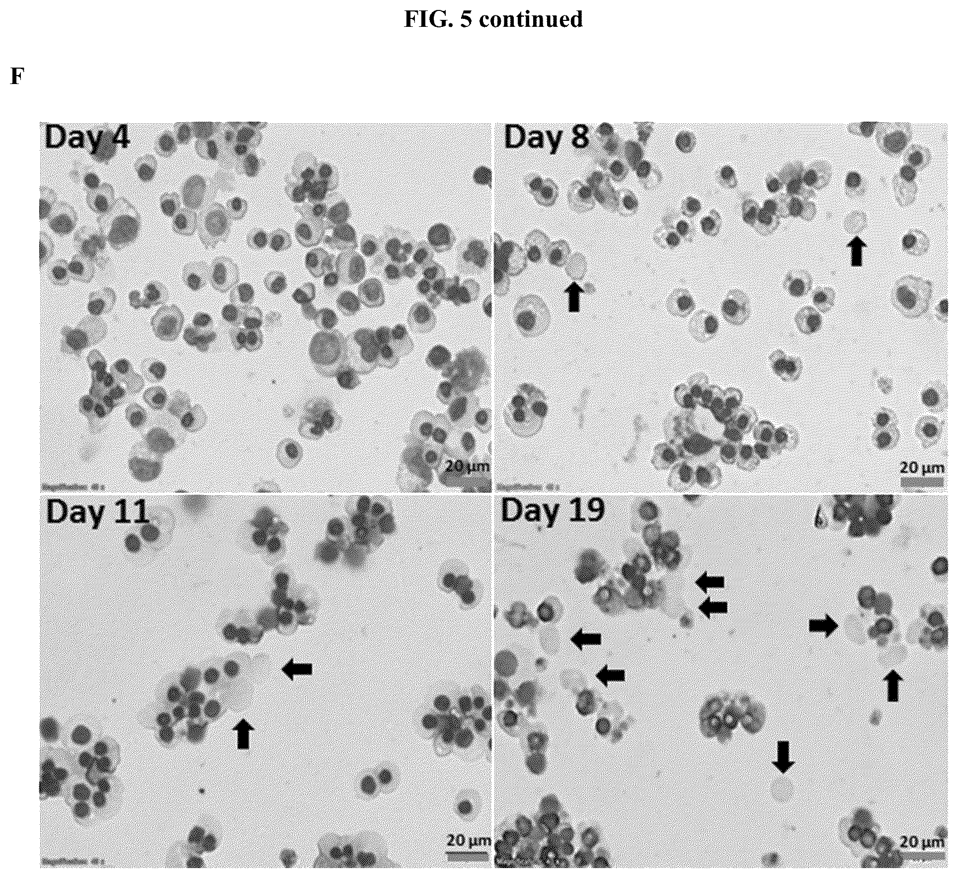 Patent US12104173 Figure 16 – Method for differentiation of human pluripotent stem cell lines in suspension culture