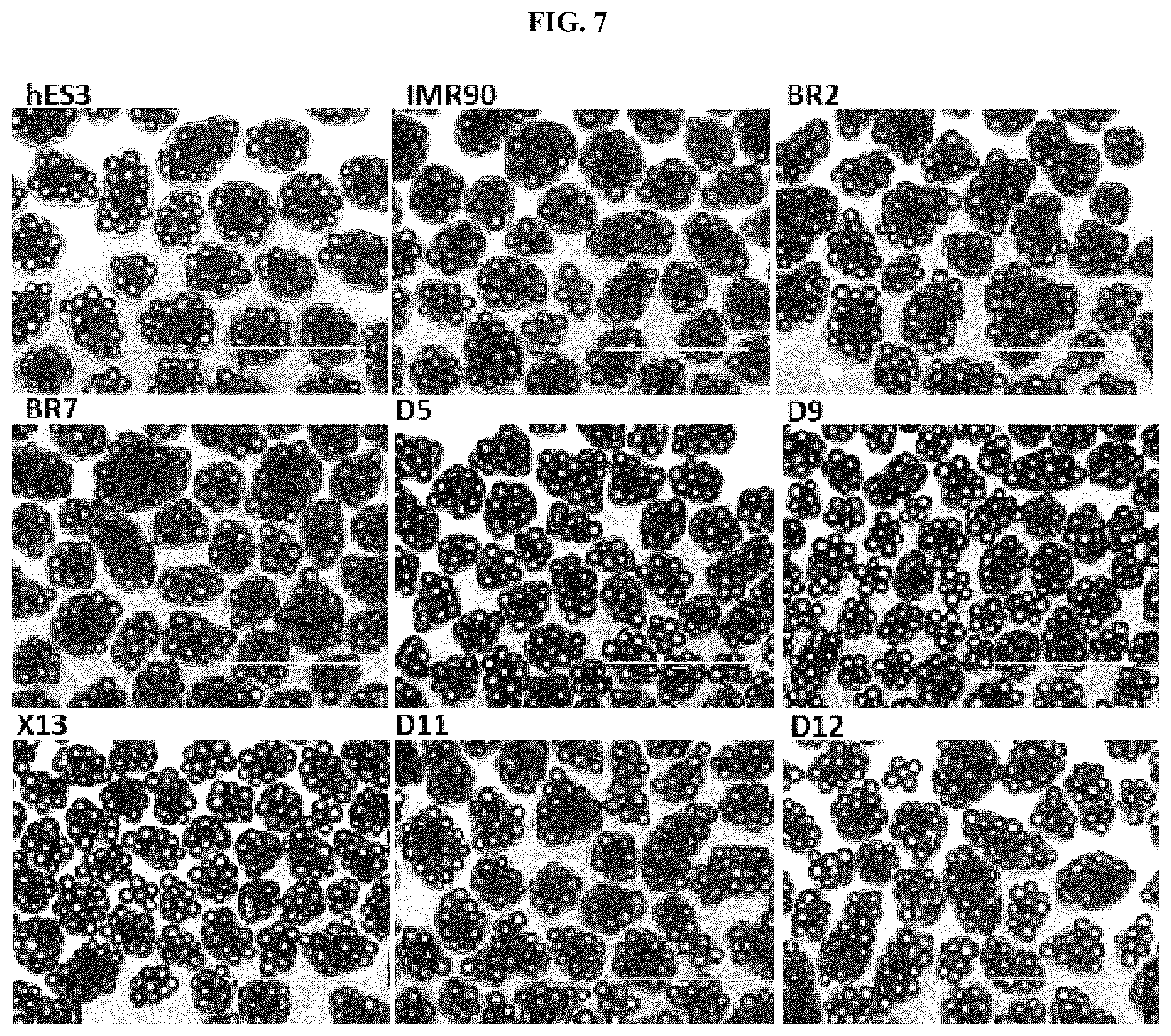 Patent US12104173 Figure 20 – Method for differentiation of human pluripotent stem cell lines in suspension culture