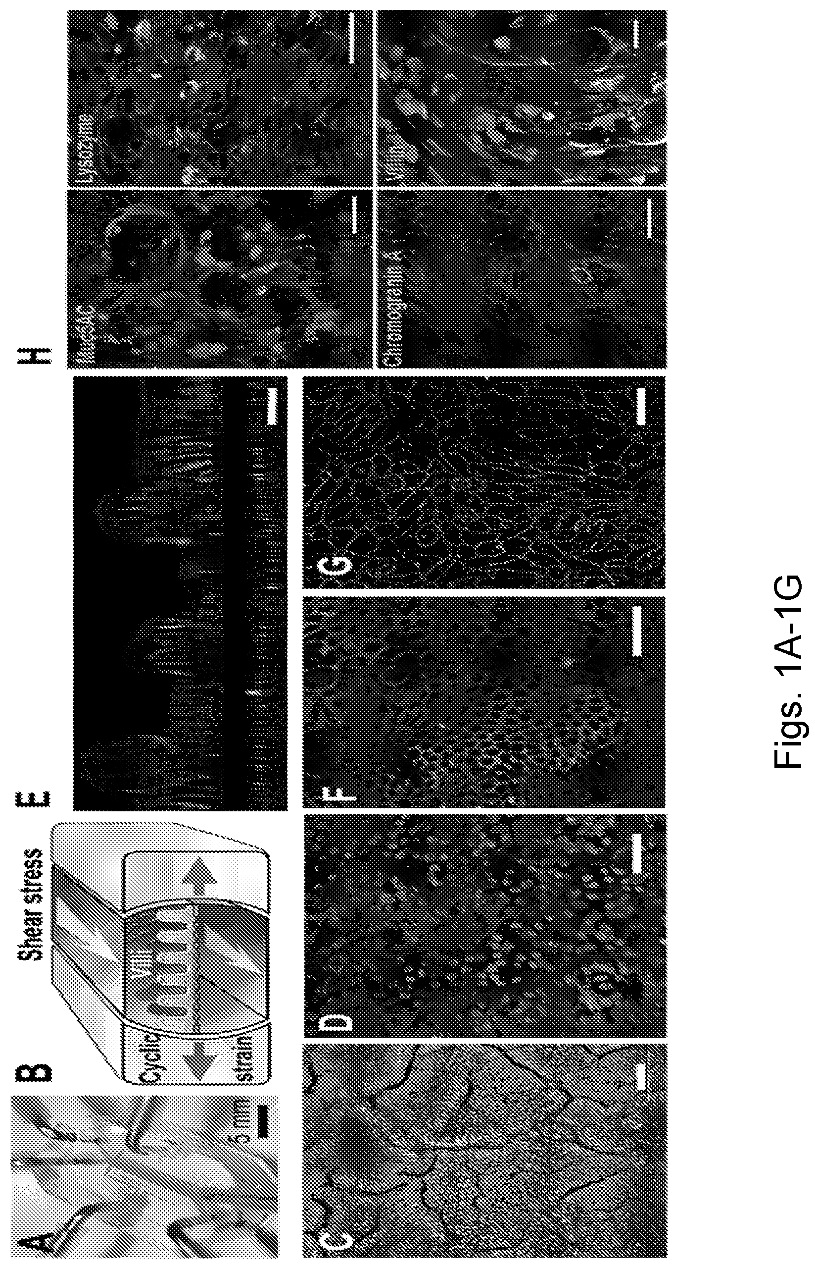 Patent US12104174 Figure 1 – Methods relating to intestinal organ-on-a-chip