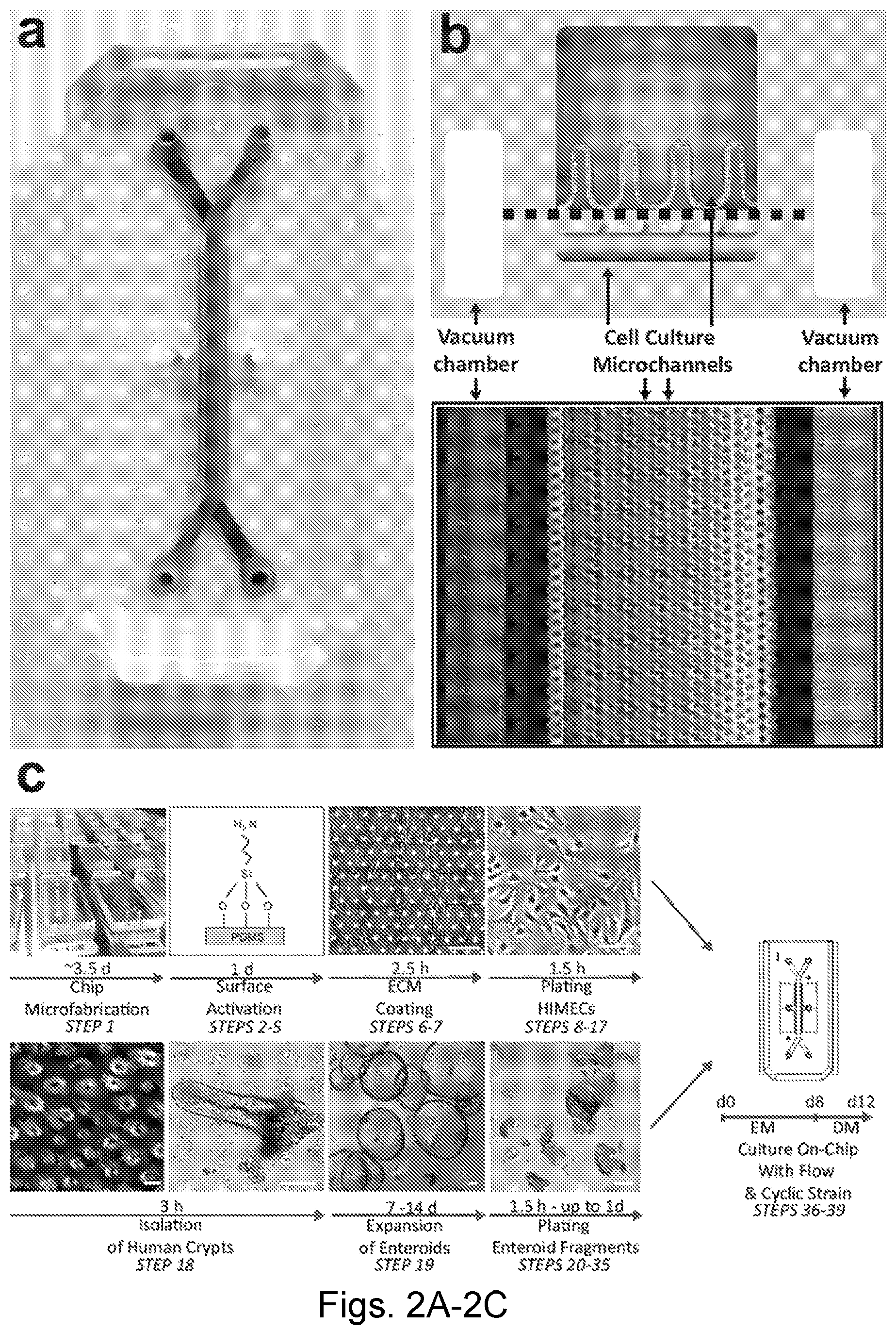 Patent US12104174 Figure 2 – Methods relating to intestinal organ-on-a-chip