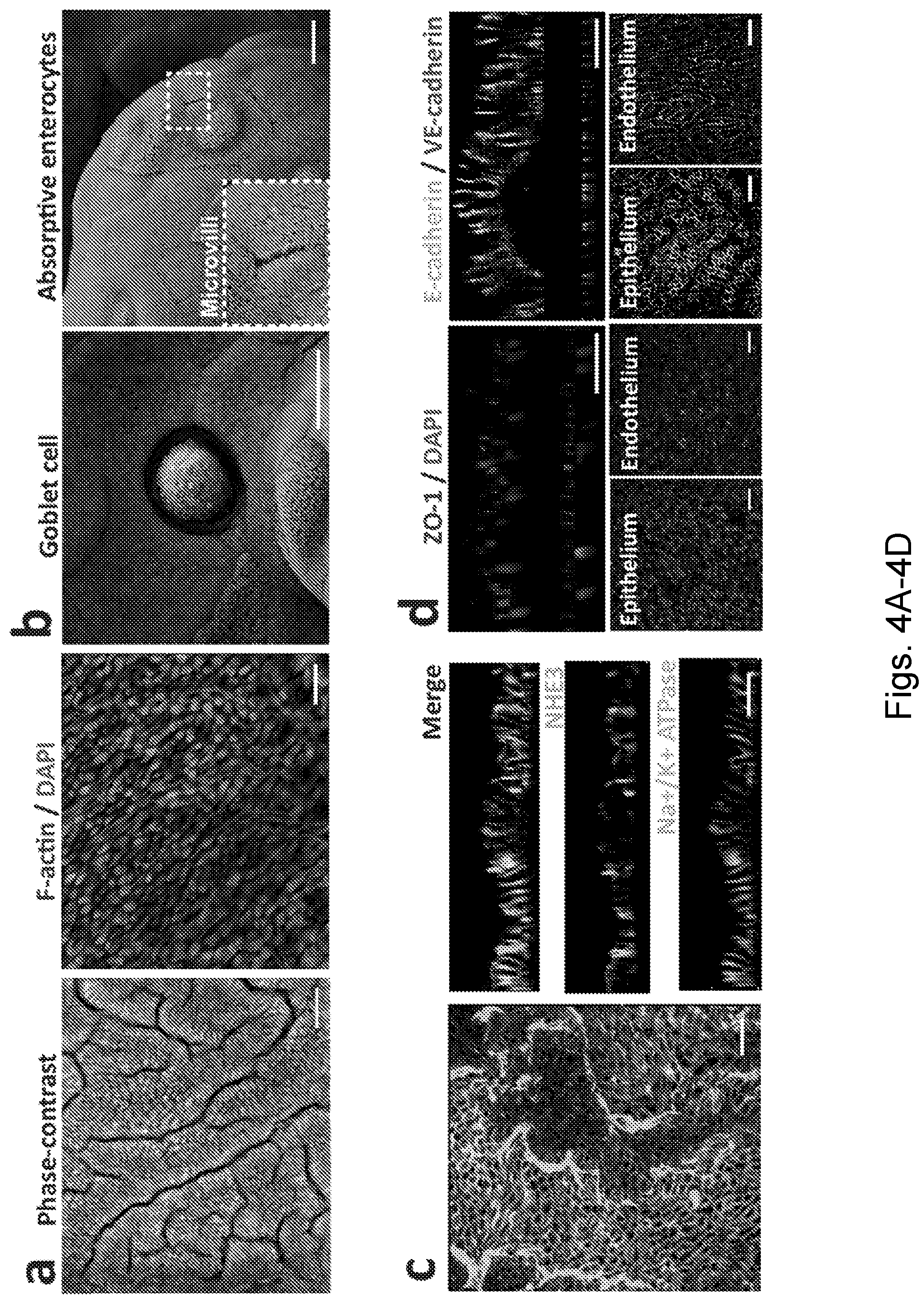 Patent US12104174 Figure 4 – Methods relating to intestinal organ-on-a-chip