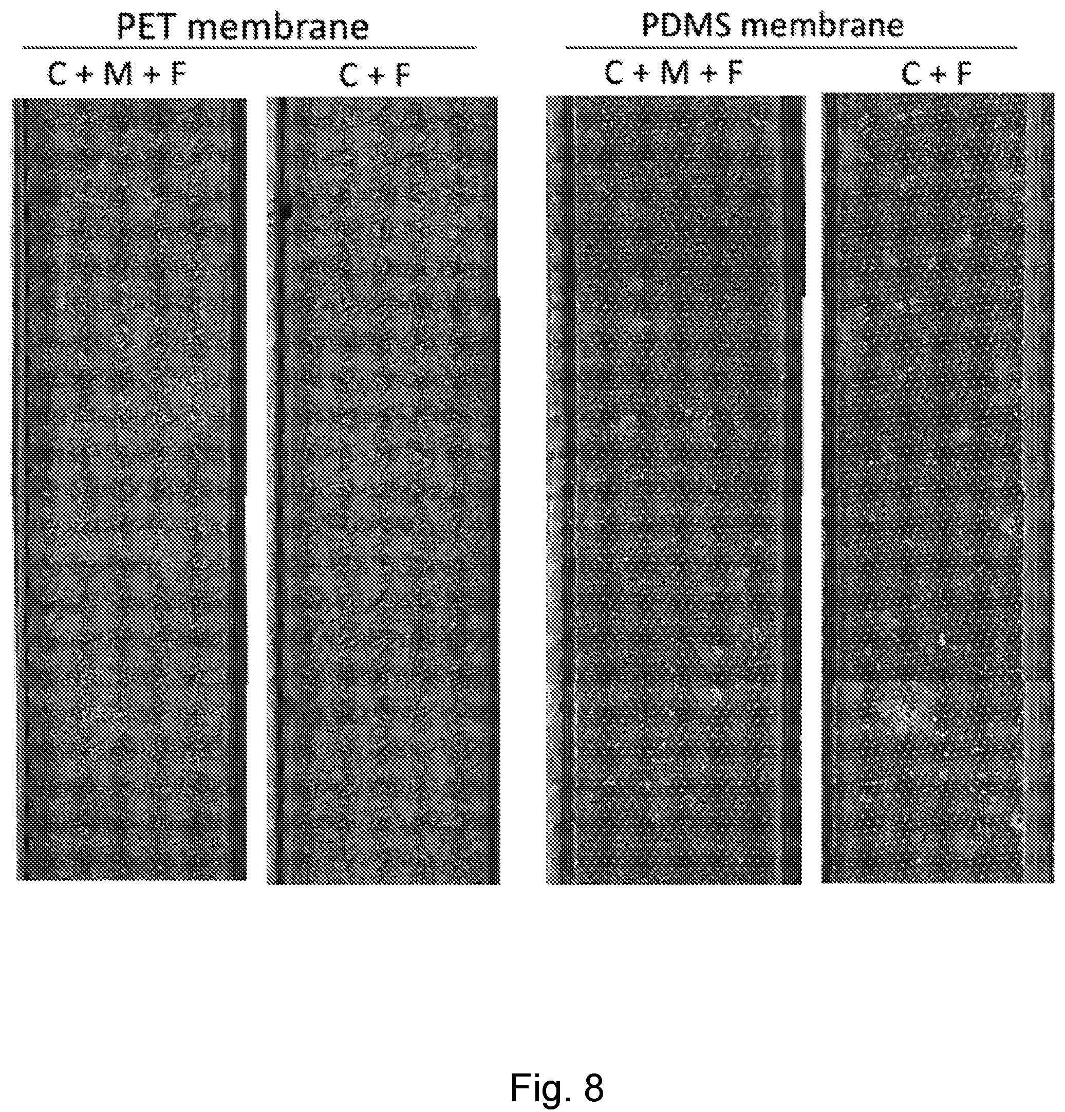 Patent US12104174 Figure 8 – Methods relating to intestinal organ-on-a-chip