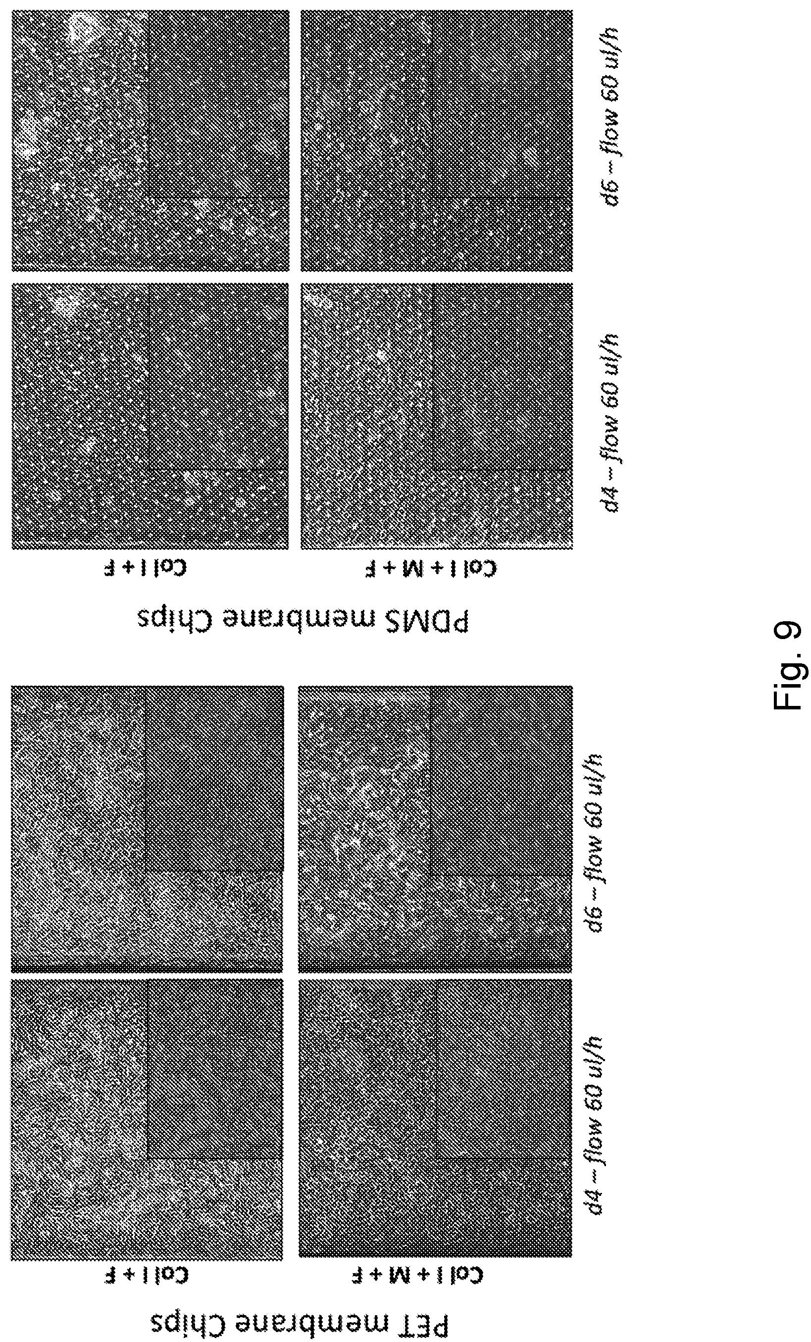 Patent US12104174 Figure 9 – Methods relating to intestinal organ-on-a-chip