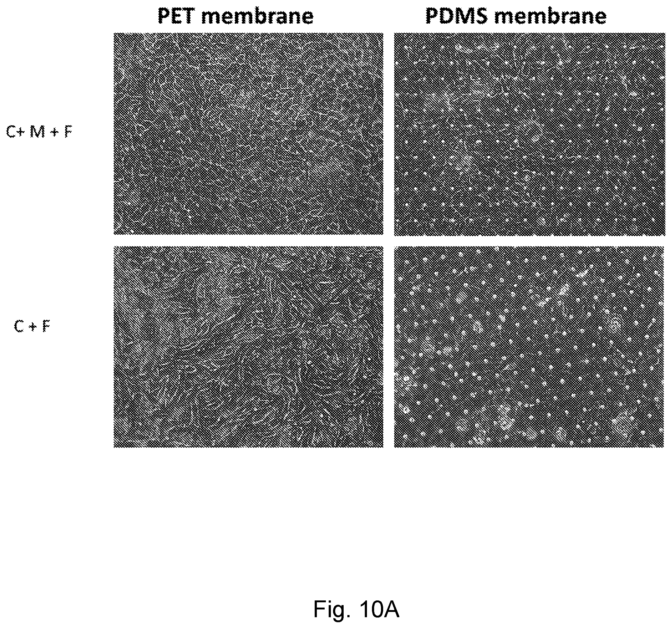 Patent US12104174 Figure 10 – Methods relating to intestinal organ-on-a-chip