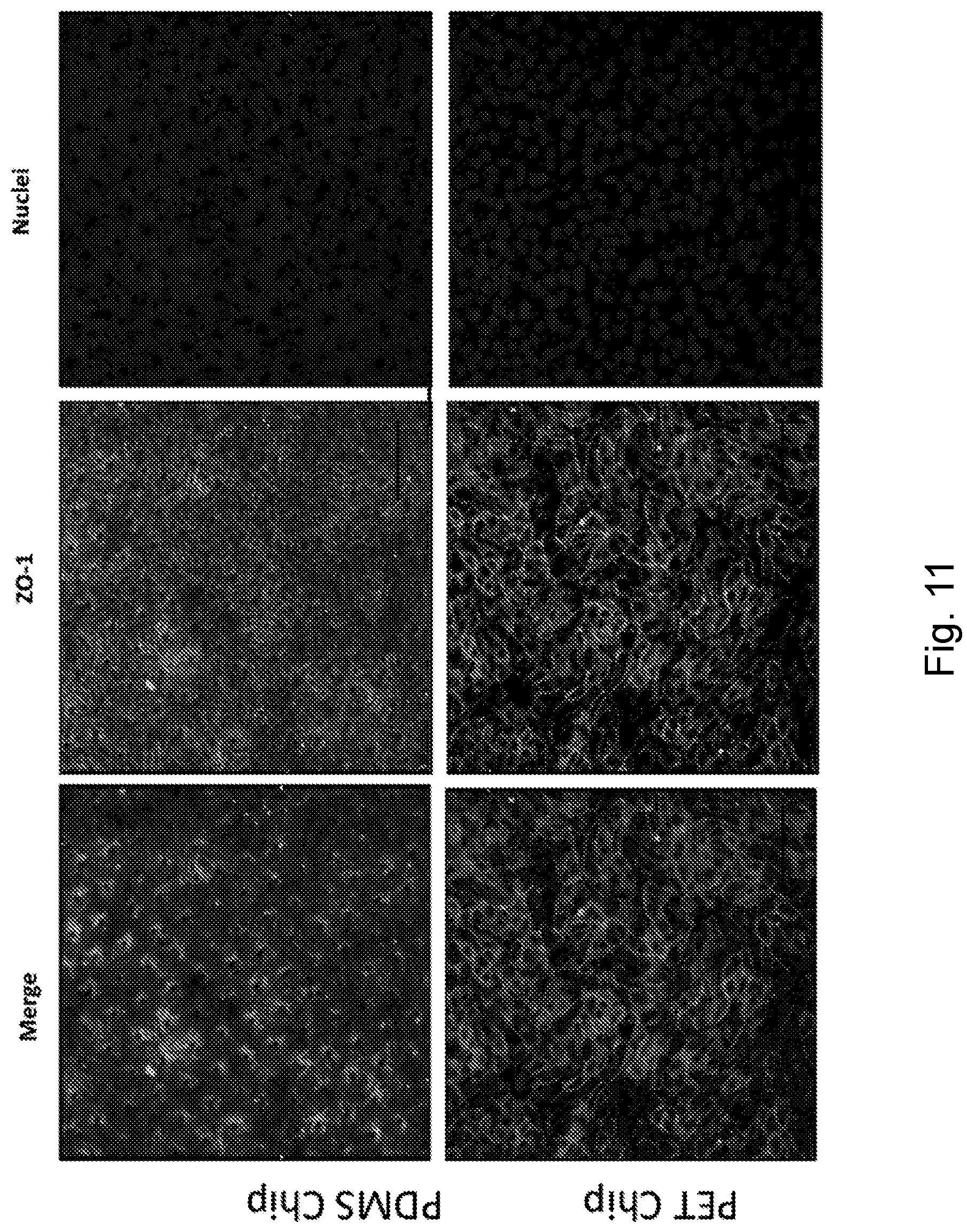 Patent US12104174 Figure 13 – Methods relating to intestinal organ-on-a-chip