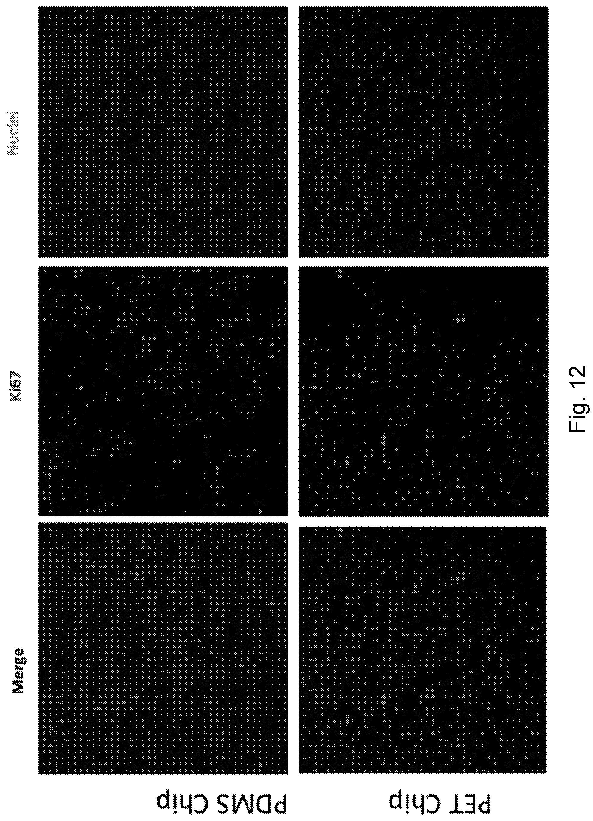 Patent US12104174 Figure 14 – Methods relating to intestinal organ-on-a-chip