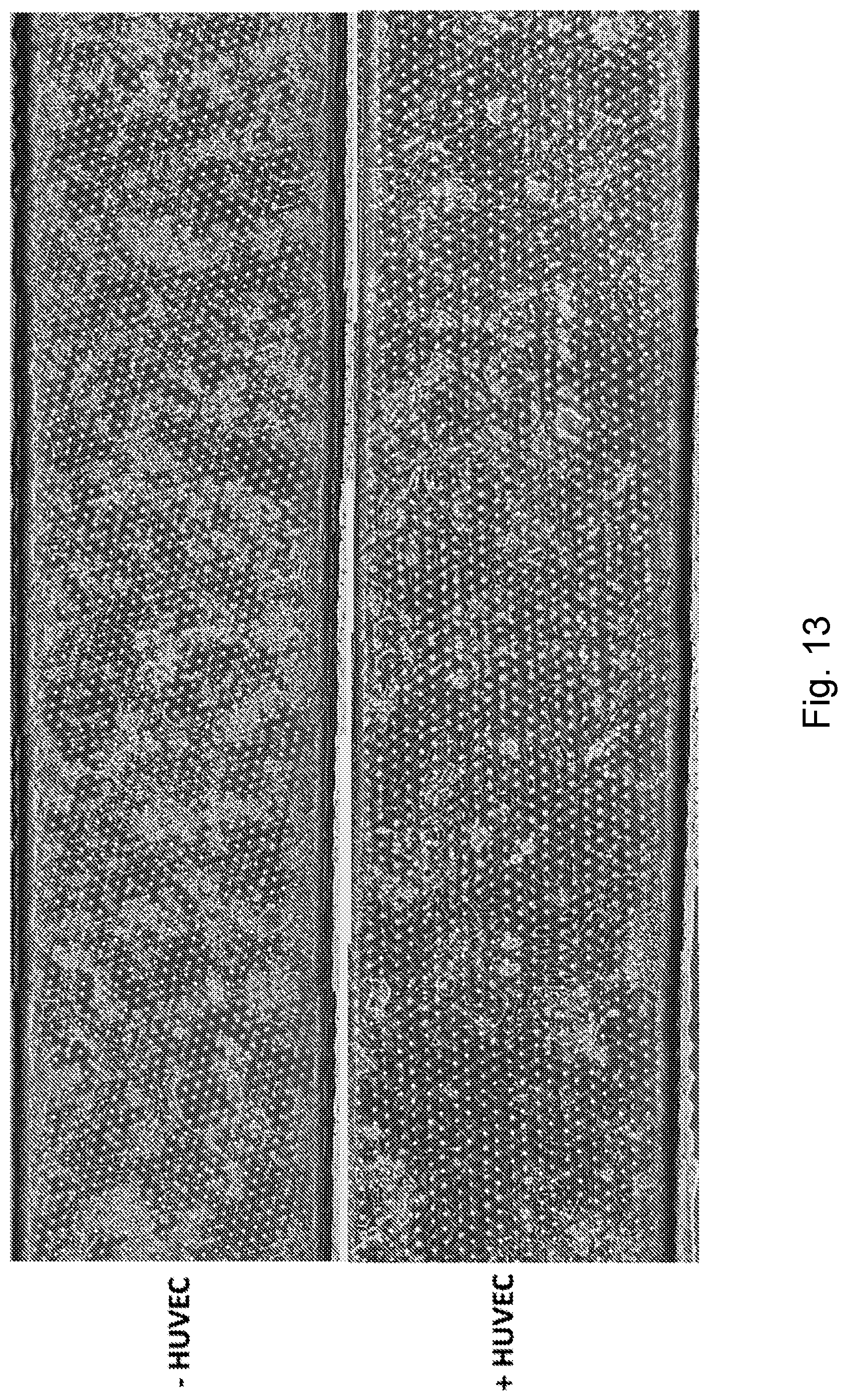 Patent US12104174 Figure 15 – Methods relating to intestinal organ-on-a-chip