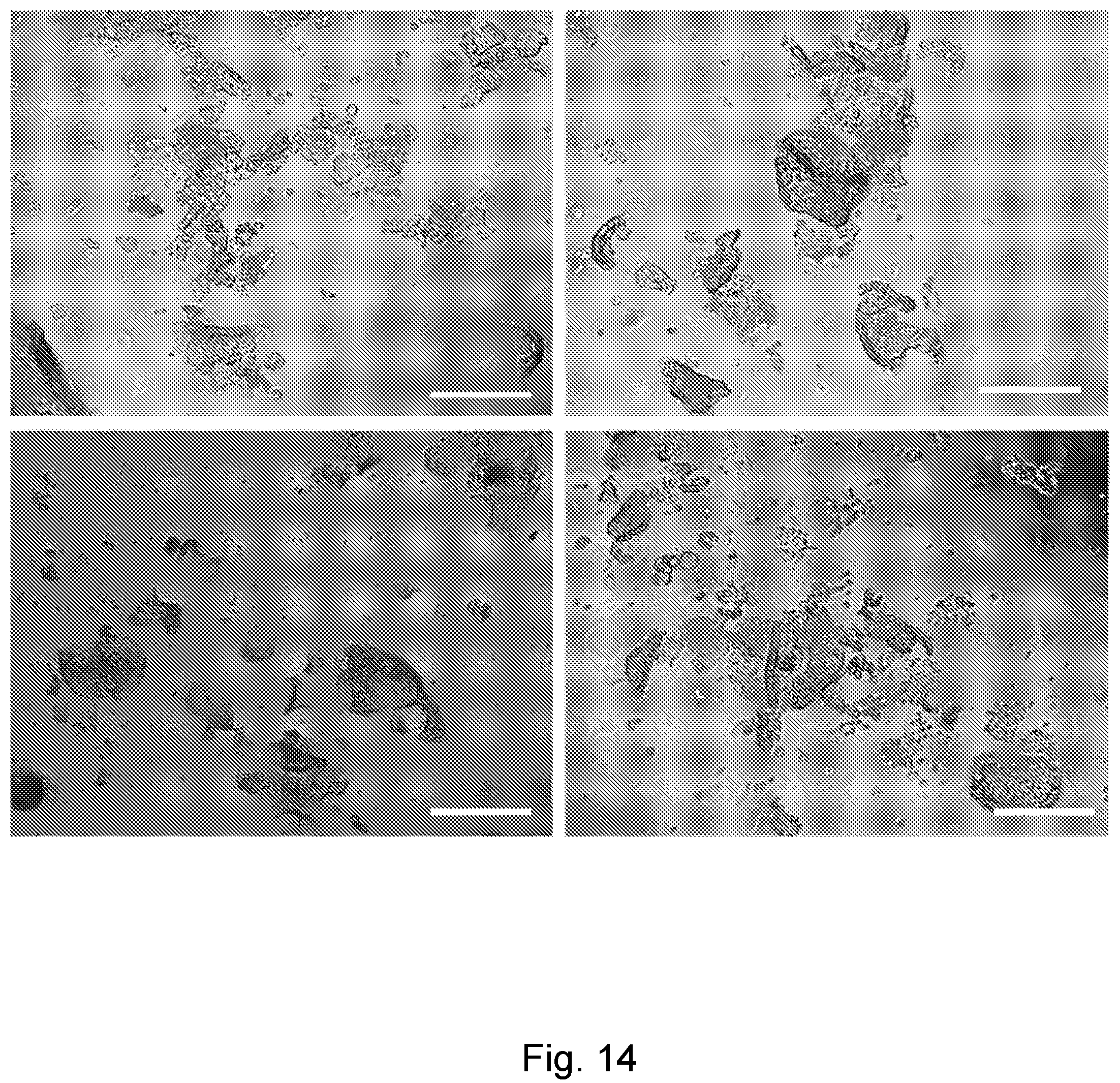 Patent US12104174 Figure 16 – Methods relating to intestinal organ-on-a-chip