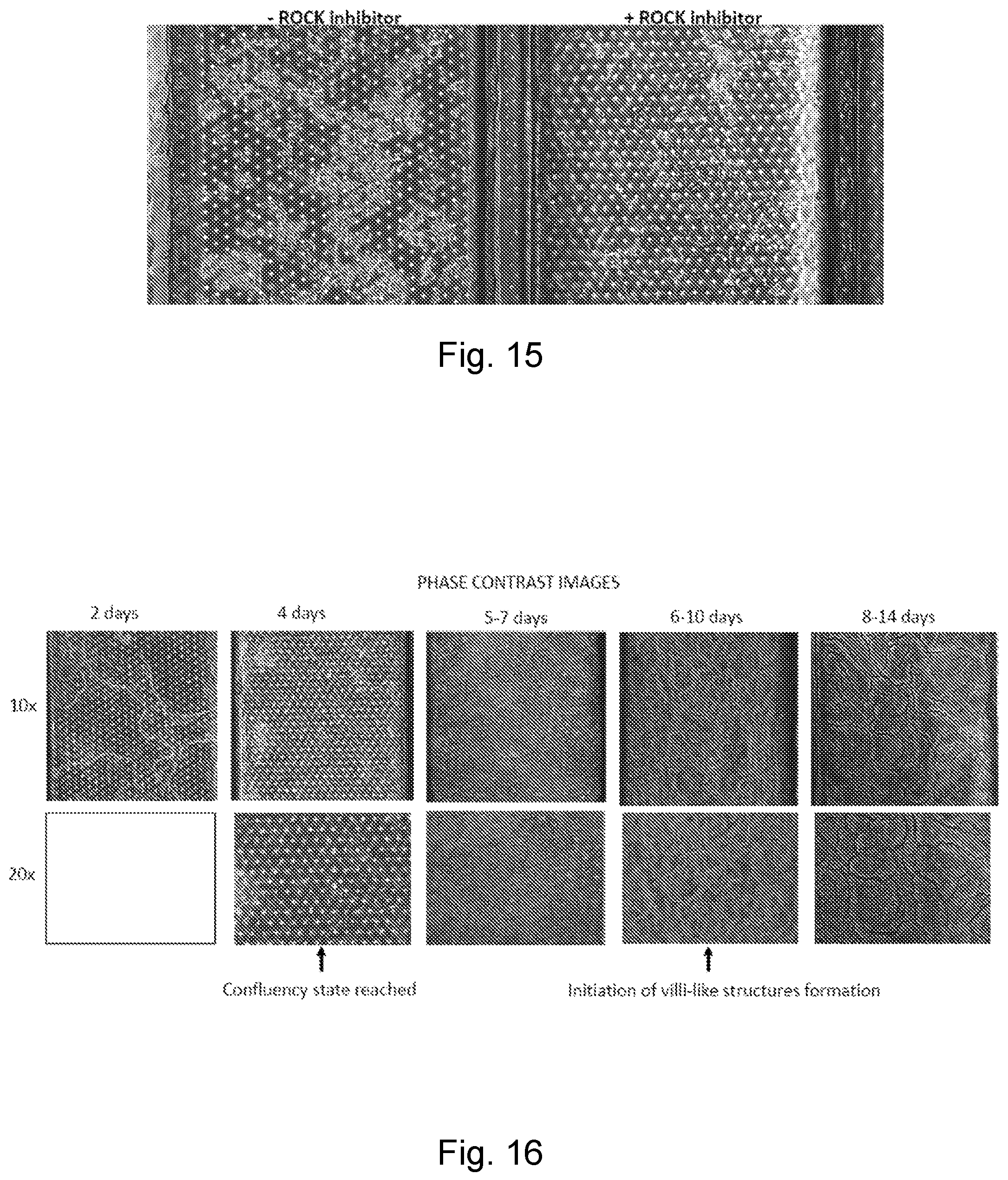 Patent US12104174 Figure 17 – Methods relating to intestinal organ-on-a-chip