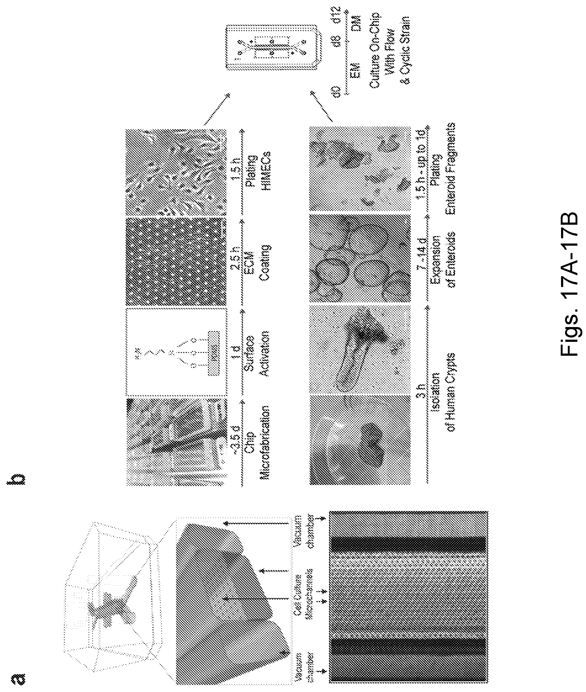 Patent US12104174 Figure 18 – Methods relating to intestinal organ-on-a-chip