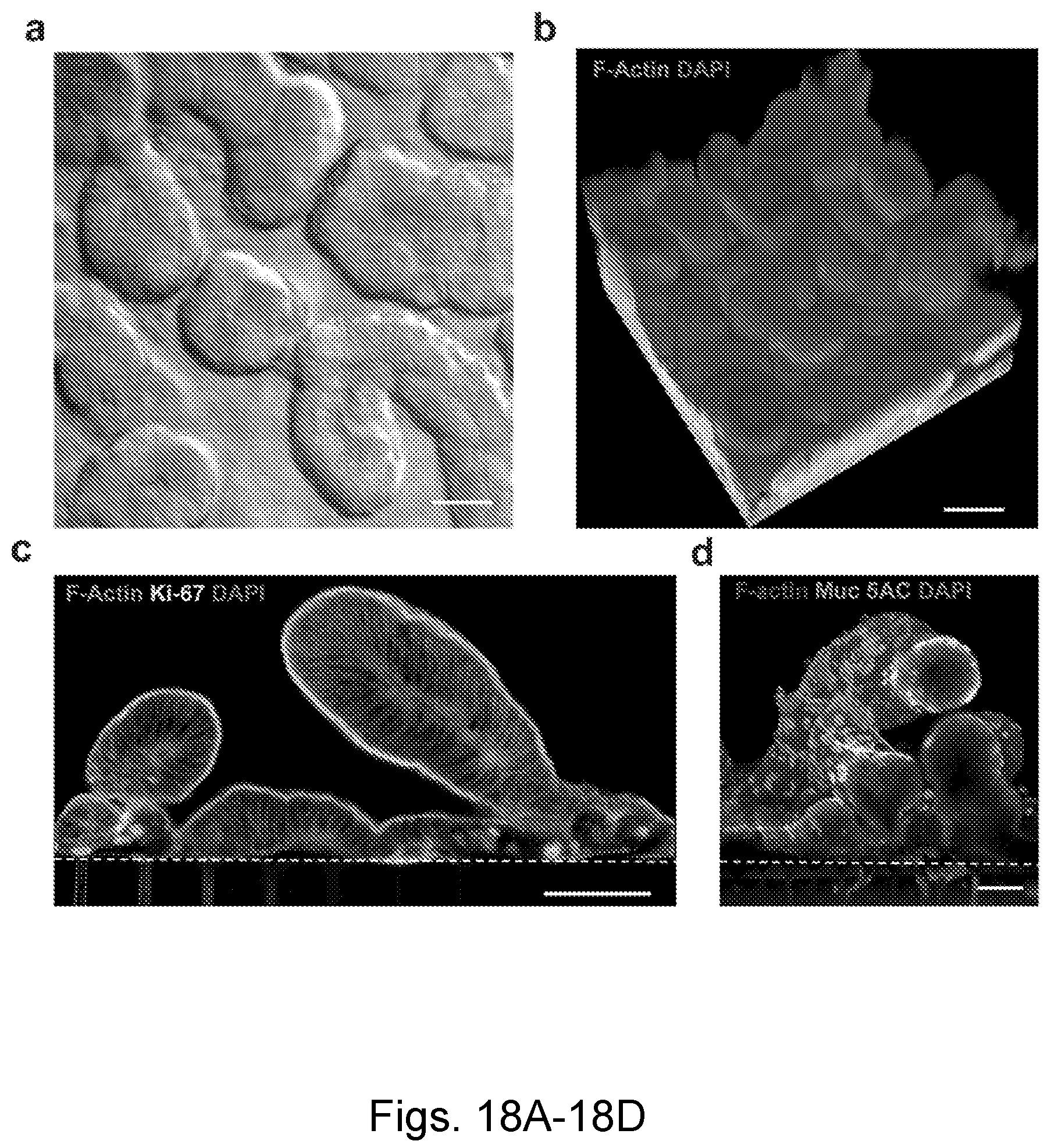 Patent US12104174 Figure 19 – Methods relating to intestinal organ-on-a-chip