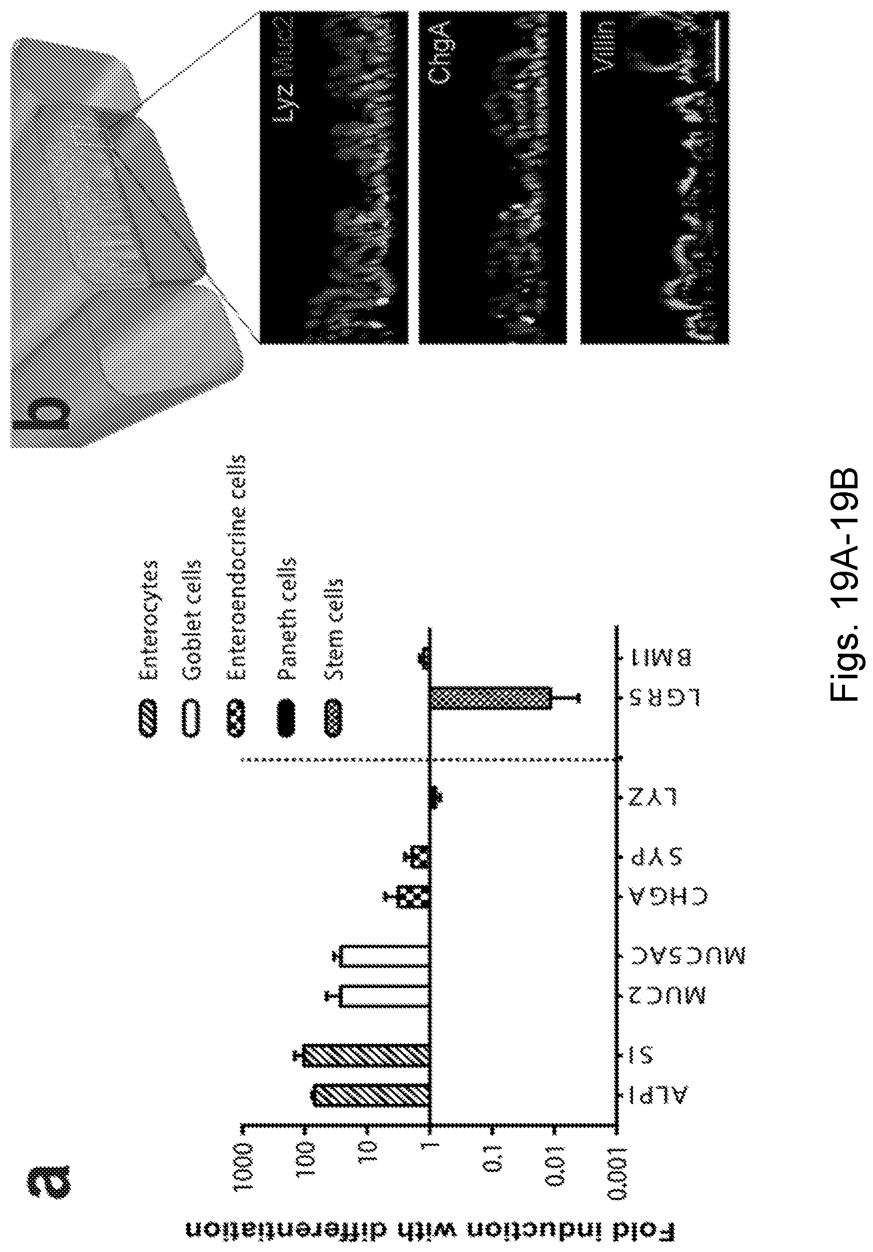 Patent US12104174 Figure 20 – Methods relating to intestinal organ-on-a-chip