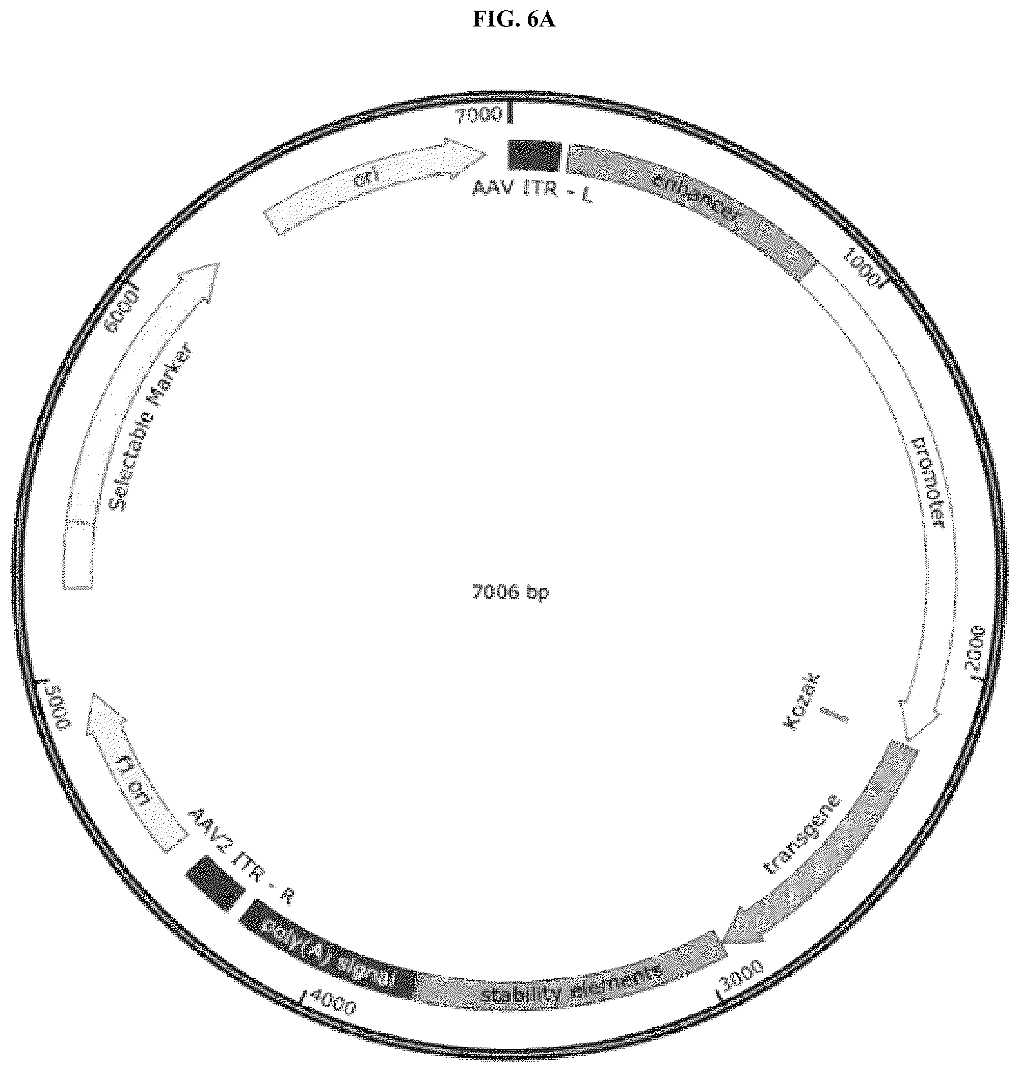 Patent US12104175 Figure 14 – High activity regulatory elements